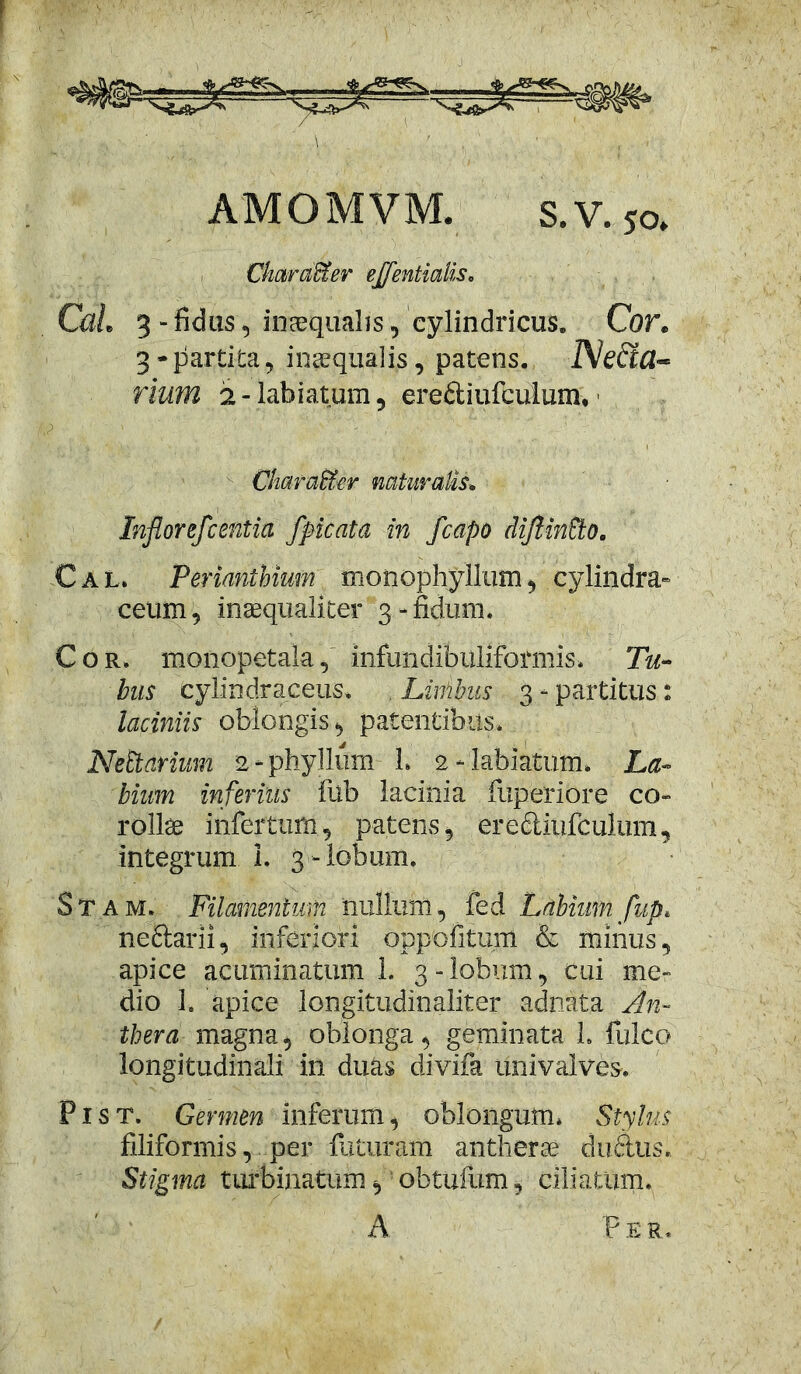 AMOMVM. s.V.50, Ckotraffier ejfentialis. CuL 3 - fidus, inaequalis, cylindricus. Cor. 3 - partita, inaequalis, patens. IVeffa» rium 2 - labiatum, ereftiufculum, • $ - ' ' . , ' ' . 1 , -• ' ' V Charaffier naturalis, Inflorefcentia fpicata in flcapo difltinPto. Cal» Perianihium tnonophyllum , cylindra- ceiim 5 inaequaliter 3 - fidum. Cor. monopetala,' infundibuliformis. Tu- bas cylindraceus* Limbus 3 - partitus: laciniis oblongis , patentibus. NeEtarium 2 - phyllum 1. 2 -labiatum. La- bium inferius fub lacinia fuperiore co- rollae infertum , patens , erecliufculum, integrum 1. 3 - lobum. Stam. Filamentum nullum, fed Labium flup, nc&arii, inferiori oppofitum & minus, apice acuminatum 1. 3-lobum, cui me- dio 3. apice longitudinaliter adnat.a An- Ihera magna, oblonga, geminata 1. fulco longitudinali in duas divifa univalves. P1 s t. Germen inferum, oblongum* Stylus filiformis, per futuram and 1 erae duftus. Stigma turbinatum, obtufum, ciliatum. A P E R.