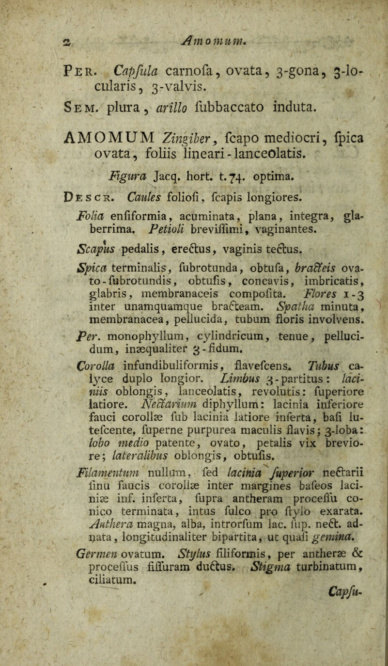 Per. Capfula carnofa, ovata5 3-gona, 3-I0- cularis, 3-valvis. Sem. plura, cirillo fubbaccato induta. AMOMUM Zingiber, fcapo mediocri, fpica ovata, foliis lineari - lanceolatis. Figura Jacq. hort. t.74. optima. D E s c r. Caules folioli, fcapis longiores. Folia enfiformia, acuminata, plana, integra, gla- berrima. Petioli breviffuni, vaginantes. Scapus pedalis, ere&us, vaginis teclus. Spica terminalis, fubrotunda, obtufa, braffieis ova- to - fubrotundis, obtufis, concavis, imbricatis, glabris, membranaceis compofita. Flores 1-3 inter unamquamque bra&eam. Spatha minuta, membranacea, pellucida, tubum floris involvens. Per. monophyllum, cylindricum, tenue, pelluci- dum, inaequaliter 3-fidum. Corolla infundibuliformis, flavefcens* Tubus ca- lyce duplo longior. Limbus 3 - partitus : laci- niis oblongis, lanceolatis, revolutis: fuperiore latiore. Neffiar<ium diphyllum: lacinia inferiore fauci corollae fub lacinia latiore inferta, bali lu- tefcente, fuperne purpurea maculis flavis; 3-loba: lobo medio patente, ovato, petalis vix brevio- re; lateralibus oblongis, obtufis. Filamentum nullam, fed lacinia fuperior neftarii iinu faucis coroll<e inter margines bafeos laci- niae inf. inferta, fupra antheram proceliu co- nico terminata, intus fulco pro flylo exarata. Anthera magna, alba, introrfum lac. fup. ne£b ad- ipata, longitudinaliter bipartita, ut quafi gemina. Germen ovatum. Stylus filiformis, per antherae & proceffus fiduram du&us. Stigma turbinatum, ciliatum.