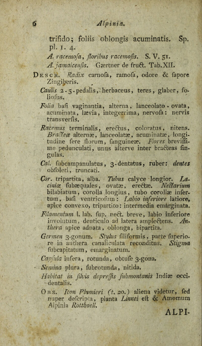 trifido; foliis oblongis acuminatis. Sp. PJ- J- 4- A. racemofa, floribus racemofs. S. V. 5x. A. jamaicenfis. Gsertner de fruft. Tab.XII. Descr. Radix carnofa, ramofa, odore & fapore Zingiberis. Caulis 2 - 5 - pedatis,' herbaceus, teres, glaber, fo- liofus. Folia 'bad vaginantia, alterna, lanceolato - ovata, acuminata, laevia, integerrima, nervofa: nervis transverfis. Racemus terminalis, ereftus, coloratus, nitens. Braffece alternae, lanceolatae, acuminatae, longi- tudine fere florum, fanguineae. Flores brevilli- me pedunculati, unus alterve inter brafteas fm- gulas. Cal. fubcampanulatus, 3-dentatus, ruber: dentes obfoleti, truncati. Cor. tripartita, alba. Tubus calyce longior. La- cinice fubsequales, ovatae, ereftae, Neffiarium bilabiatum, corolla longius, tubo corollae infer- tum, bali ventricofum: Labio inferiore latiore, apice convexo, tripartito: intermedia em&rginata. Filamentum 1. lab. fup, nect. breve, labio inferiore involutum, denticulo ad latera ampleftens. An» thera apice adnata, oblonga, bipartita. Germen 3-gonum. Stylus filiformis , parte fuperio- re in anthera canaliculata reconditus. Stigma fubcapitatum, emarginatum. Capfula infera, rotunda, obtufe 3-gona. Semina plura, fubrotunda, nitida. Habitat in Jilvis depreffis fubmontanis Indiae occi- dentalis. Obs. Icon Plnmieri (t. 20.) aliena videtur, fed nuper defcripta, planta Linnei eft & Amomum Alpini a RotthoelU ALPL