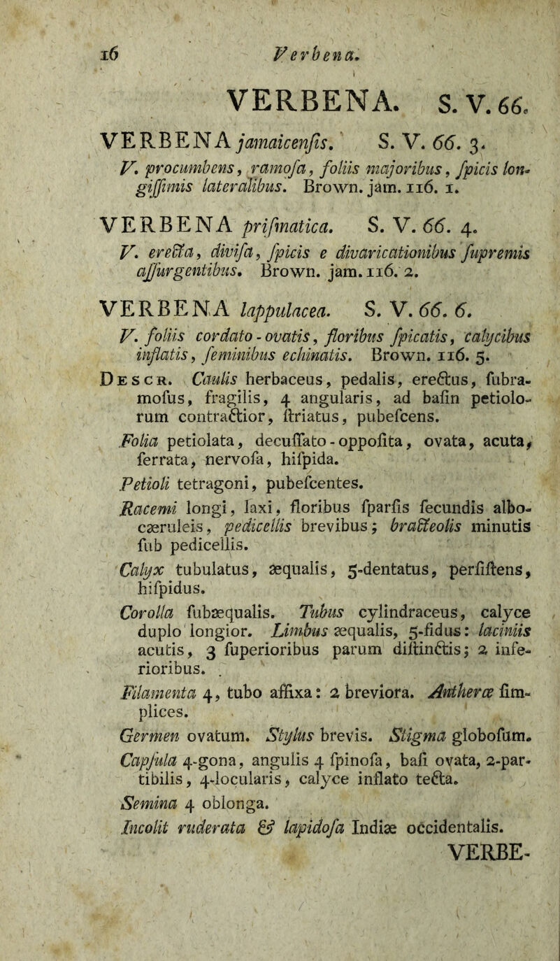 VERBENA. S.V.66, VERBENA jamaicenjis. S. V. 66. 3, V. procumbens, ramofa, foliis majoribus, /picis lon- gijfimis lateralibus. Brown. jam. 116. 1. VERBENA prifmatica. S. V. 66. 4. V. er effla, divifa, /picis e divaricationibus fupremis aj/urgentibus» Brown. jam.116. 2. VERBENA lappulacea. S. V. 66. 6. V. foliis cordato - ovatis, floribus Jpicatis, calycibus inflatis, feminibus echinatis. Brown. 116. 5. Descr. Caulis herbaceus, pedalis, ereftus, fubra- mofus, fragilis, 4 angularis, ad balin petiolo- rum contra&ior, itriatus, pubefeens. Folia petiolata, decuffato - oppofita, ovata, acuta, ferrata, nervofa, hifpida. Petioli tetragoni, pubefeentes. Racemi longi, laxi, floribus fparfis fecundis albo- caeruleis, pe dic e Ilis brevibus; braffleolis minutis fub pedicellis. Calyx tubulatus, aequalis, 5-dentatus, perfiftens, hifpidus. Corolla fubaequalis. Tubus cylindraceus, calyce duplo longior. Limbus aequalis, 5-fidus: laciniis acutis, 3 fuperioribus parum diftin&is; 2 infe- rioribus. Filamenta 4, tubo affixa: 2 breviora. Antherceiim« plices. Germen ovatum. Stylus brevis. Stigma globofum. Capfula 4-gona, angulis 4 fpinofa, bali ovata, 2-par- tibilis, 4-locularis, calyce inflato tefta. Semina 4 oblonga. Incolit ruderata & lapidofa Indiae occidentalis. VERBE-
