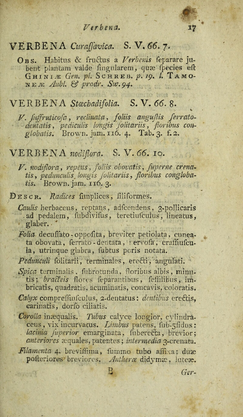 Vtrbtna. m i? VERBENA Curaffavica. S. V. 66. 7. O b s. Habitus, & fructus a Verbenis feparare ju- bent plantam valde lingularem* quae fpecies eft Ghinij® Gen. pl. Schreb. p. ig. I, Tamo- jsteje Aiibl. & prodr. Sw. 94. VERBENA Stmchadifolia. S. V. 66. 8. * V. Juffruticofa, reclinatu, foliis angufiis ferrato- dentatis, pediculis longis 'folitoriis, floribus con- globatis. Brown. jam. 116. 4. Tab. 3. f.a. VERBENA nodifiora. S, V.66. 10. V. nodifiorai, repens, foliis obovatis, fuperne crena- tis , pedunculis. longis folitariis, floribus congloba- tis. Brown. jam. 116. 3. Descr. Radices fimplices, filiformes. Caulis herbaceus, reptans, adfcendens, 3-pollicaris ad pedalem, fubdivifus, teretiufculus, lineatus, glaber. Folia^ decuflato - oppofjta, breviter petiolata, cunea- ta obovata , ferrato - dentata, rervoftr, craffiufcu- la, utrinque glabra, fubtus peris notata. Pedunculi folitarii, terminales, eredti, angulati. Spica terminalis , fubrotunda, floribus albis, minu- tis; braBeis flores feparantihus, fefiilibus., im- bricatis, quadratis, acuminatis, concavis, coloratis. Calyx compreffiufculus, 2-dentatus: dentibus ereccis, carinatis, dorfo ciliatis. Corolla inaequalis. Tubus calyce longior, cylindra- ceus , vix incurvatus. Limbus patens, fub-5fldus: lacinia fuperior emarginata, fuberecta, brevior; anteriores aequales, patentes; intermedia 3-crenata. Filamenta 4. breviffima, fummo tubo affixa; duae pofteriores’breviores, Antkerce didymae, luteae.