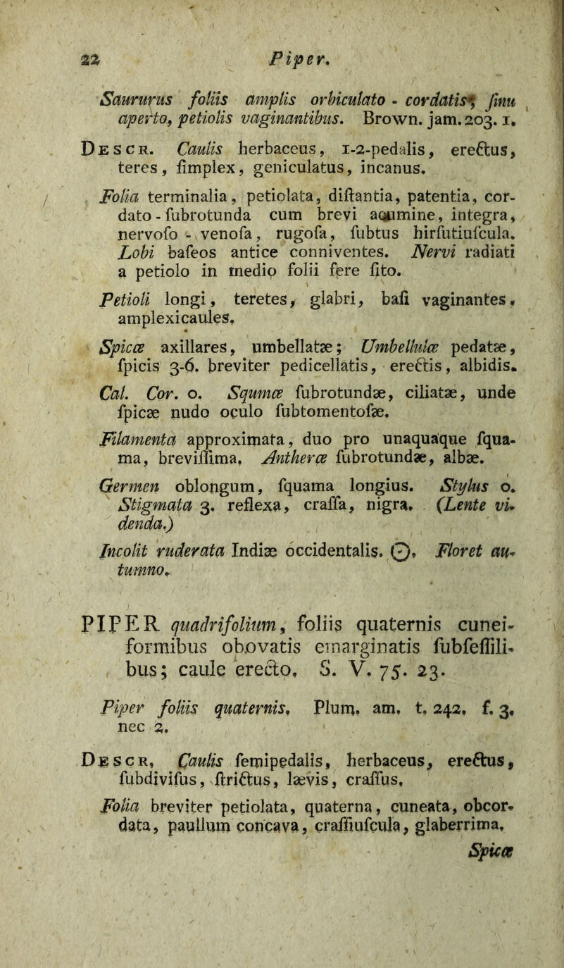 Saururus foliis amplis orbiculato - cordatis% Jinu aperto, petiolis vaginantibus, Brown. jam. 203.1, Descr. Caulis herbaceas, 1-2-pedalis, ereftus, teres, fimplex, geniculatus, incanus. Folia terminalia, petiolata, diftantia, patentia, cor- dato - fubrotunda cum brevi aqumine, integra, nervofo - venofa, rugofa, fubtus hirfutiufcula. Lobi bafeos antice conniventes. Nervi radiati a petiolo in rnedip folii fpre fito. Petioli longi, teretes, glabri, bafi vaginantes, amplexicaules. Spicee axillares, umbellatse; Umbellulce pedatae, fpicis 3-6. breviter pedicellatis, erettis, albidis. Cal. Cor. o. Squmce fubrotundse, ciliatae, unde fpicae nudo oculo fubtomentofae. Filamenta approximata, duo pro unaquaque fqua- ma, brevillima, Antkerce fubrotundae, albae. Germen oblongum, fquama longius. Stylus o. Stigmata 3. reflexa, craffa, nigra. (Lente vu denda.) Incolit ruderata Indiae occidentalis. 0* Floret au* tumno, PIPER quadrifolium, foliis quaternis cunei- formibus obovatis emarginatis fubfeflilb bus; caule erecto. 5. V. 75. 23. Piper foliis quaternis. Pium, am, t. 242. f. 3, nec 2. Descr, Caulis femipcdalis, herbaceus, ereftus, fubdjvifus, ftri&us, laevis, craffus, Folia breviter petiolata, quaterna, cuneata, obeor* data, paullum concava, craffiufcula, glaberrima. Spicee
