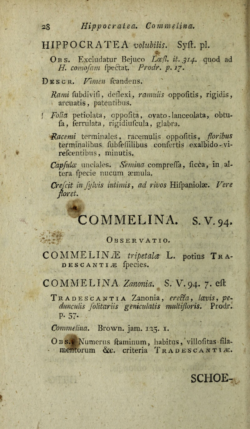 HIPPOCRATE A volubilis. Syft. pl. Obs. Excludatur Bejuco Loefl. it. 314. quod ad H. comofam fpectat. Prodr. p. 17. Descr. Vimen fcandens. Rami fubdivifi, deflexi, ramulis oppofitis, rigidis, arcuatis, patentibus. f Folia petiolata, oppofita, oyato-lanceolata, obtu- fa, ferrulata, rigidiufcula, glabra. Racemi terminales, racemulis oppofitis, floribus terminalibus fabfeflilibus confertis exalbido -vi- refeentibus, minutis. Cdpfulce unciales. Semina compreffa, ficCa, in al- tera fpecie nucum aemula. Crefcit in fylvis intimis, ad rivos Hifpaniolae. Vere floret. ' |fr tOMMELINA. s.V.94. J. ' ' -\ : Observatio. COMMELINiE tripetala L. potius Tra- DESCANTiiE fpecies. COMME LINA Zanonia. S. V. 94. 7. efl Tradescantia Zanonia, ereUa, Icevis, p?- dunculis folitariis geniculatis multifloris, Prodr. P- 57* Commelina. Brown. jam. 125. 1. OBS.«Numerus ftaminum, habitus,'villofitas fila- mentorum &e. criteria Tradescantia SCHOE-