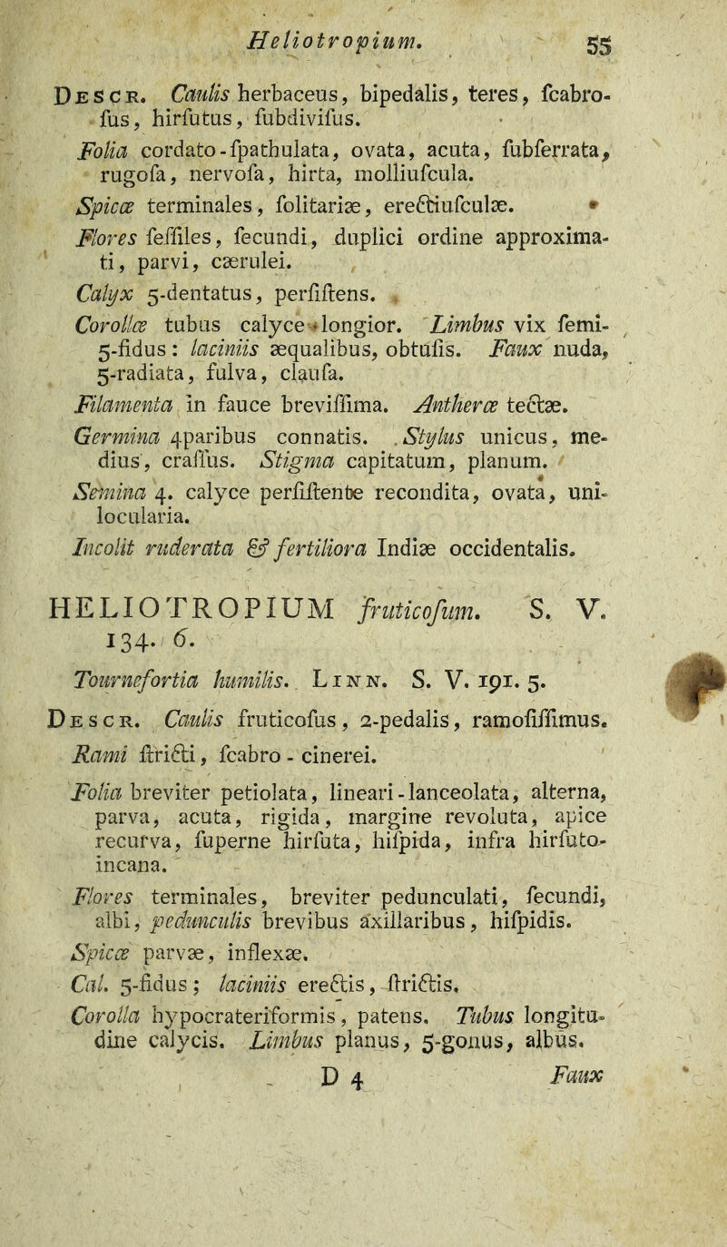 DeSce, Caulis herbaceus, bipedalis, teres, fcabro- fus, hirfutus, fubdivifus. Folia cordato-fpathulata, ovata, acuta, fubferrata, rugofa, nervofa, hirta, molliufcula. Spicee terminales, folitariae, ereftiufculae. • Flores feffiles, fecundi, duplici ordine approxima- ti, parvi, caerulei. Calyx 5-dentatus, perftftens. » Corollce tubus calyce * longior. Limbus vix femi- 5-fidus : laciniis aequalibus, obtulis. Faux nuda, 5-radiata, fulva, claufa. Filamenta, in fauce breviffima. Antherce tectae. Germina qparibus connatis. Stylus unicus, me- dius', craffus. Stigma capitatum, planum. Semina 4. calyce perLftenbe recondita, ovata, uni- lo ciliaria. Incolit ruderata & fertiliora Indiae occidentalis. HELIOTROPIUM fruticofum. S. V. 134. 6. Tournefortia humilis. Lxnn. S. V. 191. 5. D e s c r. Caulis fruticofus, 2-pedalis, ramoMImus. Rami ffcfidti, fcabro - cinerei. Folia breviter petiolata, lineari-lanceolata, alterna, parva, acuta, rigida, margine revoluta, apice recurva, fuperne hirfuta, hilpida, infra hirfuto- incana. Flores terminales, breviter pedunculati, fecundi, albi, pedunculis brevibus axillaribus, hifpidis. Spicee parvae, inflexae, Cal. 5-fidus; laciniis ereftis, flri&is. Corolla hypocrateriformis, patens. Tubus, longitu» dine calycis. Limbus planus, 5-gonus, albus. D 4 Faux