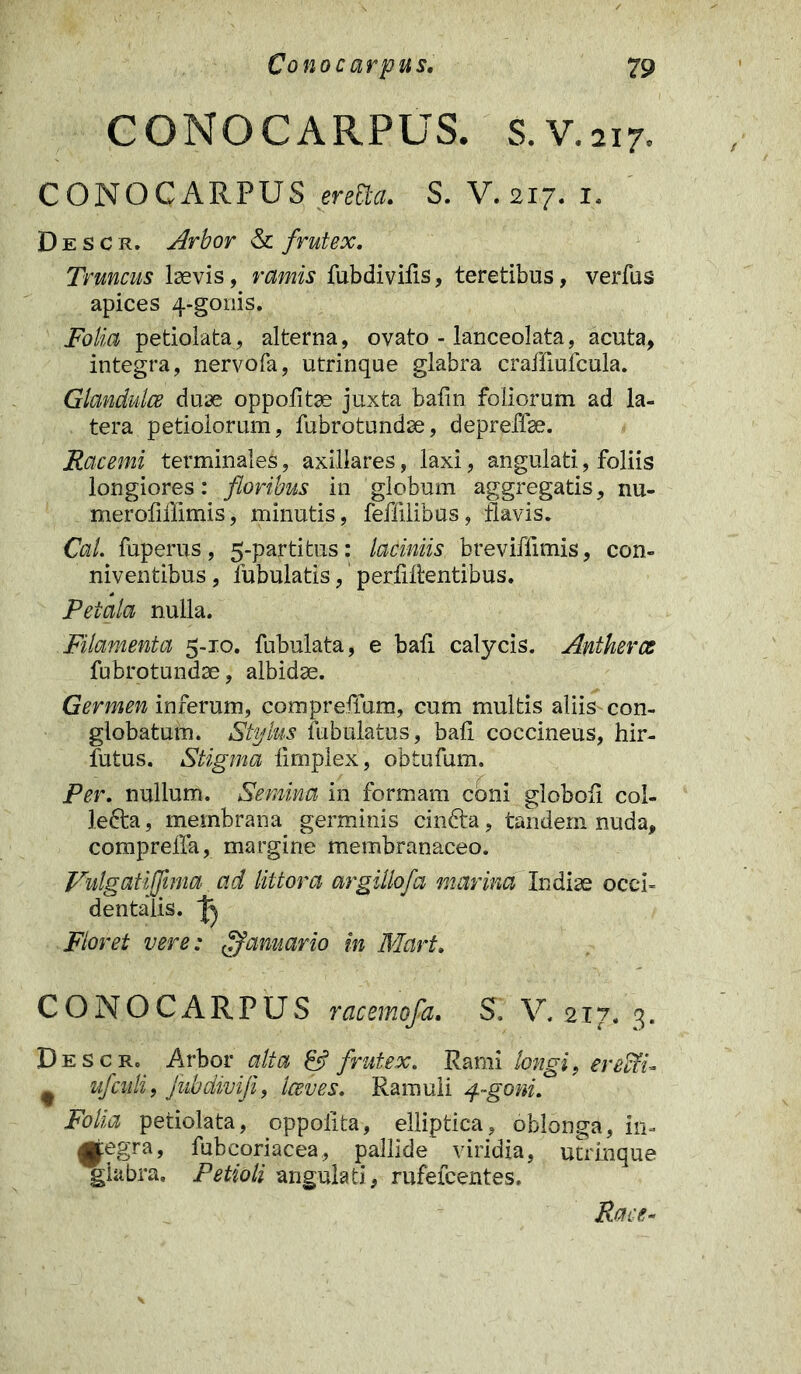Cono carpus. CONOCARPUS 79 . S. V. 217. CONOCARPUS eretta. S. V. 217. 1. D e s c r. Arbor & frutex. Truncus laevis, ramis fubdivifis, teretibus, verfus apices 4-gonis. Folia petiolata, alterna, ovato - lanceolata, acuta, integra, nervofa, utrinque glabra craffiufcula. Glandulce duae oppofitae juxta bafin foliorum ad la- tera petiolorum, fubrotundae, depreffse. Racemi terminales, axillares, laxi, angulati, foliis longiores: floribus in globum aggregatis, nu- merofiilimis, minutis, fefiilibus, flavis. Cal. fuperus , 5-partitus : laciniis breviflimis, con- niventibus, lubulatis,' perfiflentibus. Petala nulla. Filamenta 5-10. fubulata, e bafi calycis. Antherce fubrotundae, albidae. Germen inferum, compreffum, cum multis aliis con- globatum. Stylus tubulatus, bafi coccineus, hir- futus. Stigma fimplex, obtutum. Per. nullum. Semina in formam cbni globofi col- lefta, membrana germinis cinfta, tandem nuda, comprefla, margine membranaceo. Vulgatiffima. ad littora argillofa marina Indiae occi- dentalis. ^ Floret vere: ffanuario in Mart. CONOCARPUS racemofa. S. V. 2x7. 3. Desc ro Arbor alta & frutex. Rami longi, erectu t ufculi, jubdivifi, Iceves. Ramuli 4-goni. Folia petiolata, oppofita, elliptica, oblonga, in- tegra, fubcoriacea, pallide viridia, utrinque glabra. Petioli angulati, rufefcentes.