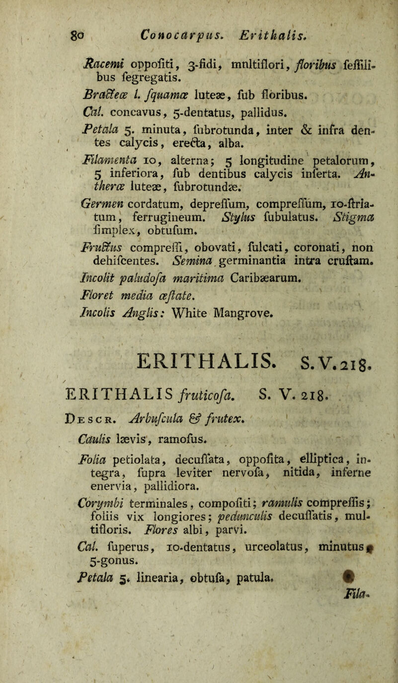 Racemi oppofiti, 3-fidi, multiflori, floribus feiTili* bus fegregatis. Bractece l. fquamce luteas, fub floribus. Cal. concavus, 5-dentatus, pallidus. Petala 5. minuta, fubrotunda, inter & infra den- tes calycis, ere&a, alba. Filamenta 10, alterna; 5 longitudine petalorum, 5 inferiora, fub dentibus calycis inferta. An- therce luteae, fubrotundae. Germen cordatum, depreflum, compreffum, 10-ftria- tum, ferrugineum. Stylus fubulatus. Stigma flmplex, obtufum. Fruffius comprefli, obovati, fulcati, coronati, non dehifcentes. Semina germinantia intra cruftam. Incolit paludofa maritima Caribaearum. Floret media ceftate. Incolis Anglis: White Mangrove. ERITHALIS. S.V.218. E RIT H A LIS fruticofa. S. V. 218. D e s c r. Arbufcula & frutex. Caulis laevis , ramofus. Folia petiolata, decuffata, oppofita, elliptica , in- tegra, fupra leviter nervofa, nitida, inferne enervia, pallidiora. Corymbi terminales, compofiti; ramulis compreflis; foliis vix longiores; pedunculis deGuflatis, mul- tifloris. Flores albi, parvi. Cal. fuperus, 10-dentatus, urceolatus, minutus f 5-gonus. Petala 5. linearia, obtufa, patula. # Fila.