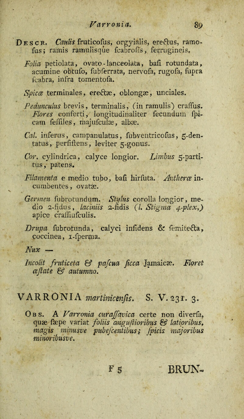 Descr. Caulis fruticofus, orgyialis, eremus, rarno- fus; ramis ramulisque fcabrofis, ferrugineis, Folia petiolata, ovato-lanceoiata, bafi rotundata , acumine obtufo, fubferrata, nervofa, rugofa, fupra fcabra, infra tomentofa. Spicee terminales, ere£foe, oblongae, unciales. Pedunculus brevis, terminalis, (in ramulis) craffus. Flores conferti, longitudinaliter fecundum fpi- cam feffiles, majufculae, albae. CaL inferus, campanulatus, fubventricofus, 5-den- tatus, perliftens, leviter 5-gonus. Cor. cylindrica, calyce longior. Limbus 5-parti- tus, patens. Filamenta e medio tubo, bafi hirfuta. Antherce in- cumbentes, ovatae. Germen fubrotundum. Stylus corolla longior, me- dio 2-fidus, laciniis 2-fidis (L Stigma 4-plex,) apice craffmfculis. Drupa fubrotunda, calyci infidens & femite&a, coccinea, i-fperma. Nux — Incolit fruticeta & pafcua ficca Jamaicae, Florei cejlate & autumno. VARRONIA martinicenjis. S. V. 231. 3. Obs. A Varronia curajfavica certe non diverfa, quae faepe variat foliis mgu/Uoribus & latioribus, magis minusve pubefeentibus; fpicis majoribus minoribusve. Fg BRUN-