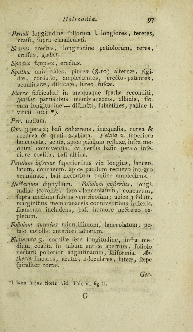Petioli longitudine foliorum 1. longiores, teretes, craffi, fupra canaliculati. Scapus ereftus, longitudine petiolorum, teres, cralfus, glaber. Spadix lynplex, ereftus. Spathce univerfales, plures (8-10) alternse, rigi- dae, cordatae, ampledtentes, erebto- patentes , acuminatae, diftichse, luteo - fufcae. Flores fafciculati* in unaquaque fpatha reconditi, fpathis partialibus membranaceis, albidis, flo- rum longitudine — diftindti, fubfeliiles, pallide 1. viridi-lutei *). Per. nullum. Cor. 3-petala; bali cohaerens, inaequalis, curva & recurva Sc quali a-labiata. Petala 2. fuperiora lanceolata, acuta, apice paullurn reflexa, infra me- dium conniventia, & verfus baiin petalo infe- riore coalita, bali albida. Petalum inferius fuperioribus vix longius, lanceo- latum, concavum, apice paullurn recurvo integro acuminato , bali neftarium poftice amplectens. Neffiarium diphyllum. Foliolum pofterius, longi- tudine fcorollae, lato - lanceolatum, concavum, fupra medium fubtus ventricofum; apice 3-fidum, marginibus membranaceis conniventibus inflexis, filamenta includens, bali humore ne&areo re- pletum. Foliolum anterius minutiffimum, lanceolatum, pe- talo corollae anteriori adnatum. Filamenta 5, corolise fere longitudine, .infra me-' dium coalita in tubum antice apertum, foliolo nectarii poiieriori adglutinatiim, filiformia. An* therce. lineares, acutae, 2-loculares, lutete, faepe Ipiraliter tortae* Ger* *) Icon hujus floris vld. Tab] V. % II. G