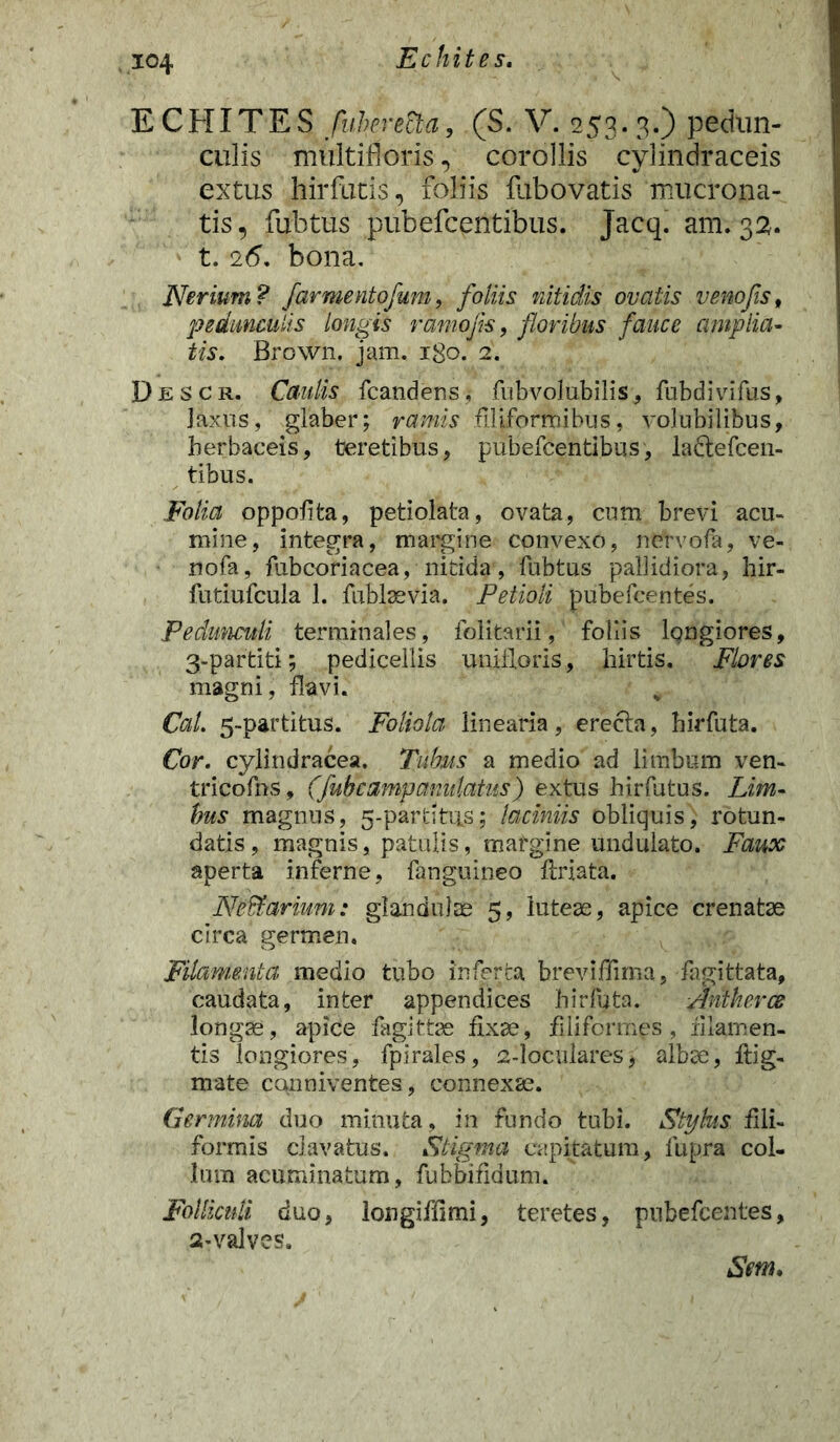 E CHI TE S fubereEta, (S. V. 253.3.) pedun- culis multifloris, corollis cylindraceis extus hirfutis, foliis fabovatis mucrona- tis, fubtus pubefcentibus. Jacq. am. 32. t. 26. bona. Neriurn? farmentofum, foliis nitidis ovatis v eno fis t pedunculis longis raniojk, floribus fauce amplia- tis. Brown. jam. 180. 2. D e s c r. Caulis fcandens,- fubvolubilis, fubdivifus, Jaxus, glaber; ramis filiformibus, volubilibus, herbaceis, teretibus, pubefcentibus, la&efcen- tibus. Folia oppofita, petiolata, ovata, cum brevi acu- mine, integra, margine convexo, nervofa, ve- nofa, fubcoriacea, nitida, fubtus pallidiora, hir- futiufcula 1. fublaevia. Petioli pubefcentes. Pedtmcitli terminales, folitarii, foliis longiores, 3-partiti; pedicellis unifioris, hirtis. Flores magni, flavi. Cal. 5-partitus. Foliola linearia, erecta, hirfuta. Cor. cylindracea. Tubus a medio ad limbum ven- tricofns, (fubcampanulatus) extus hirfutus. Lim- bus magnus, 5-partitus; laciniis obliquis, rotun- datis, magnis, patulis, margine undulato. Faux aperta inferne, fanguineo {friata. Neffiarium: glandulae 5, luteae, apice crenatae circa germen. Filamenta medio tubo inferta breviffima, fagittata, caudata, inter appendices hirfuta. Aniherce longae, apice fagittae fixae, filiformes, filamen- tis longiores, fpirales, 2-loculares, albae, fiig- mate canniventes, connexae. Germina duo minuta, in fundo tubi. Stylus fili- formis clavatus. Stigma capitatum, fupra col- lum acuminatum, fubbifidum. Folliculi duo, longiffimi, teretes, pubefcentes, 2-valves. Srn.