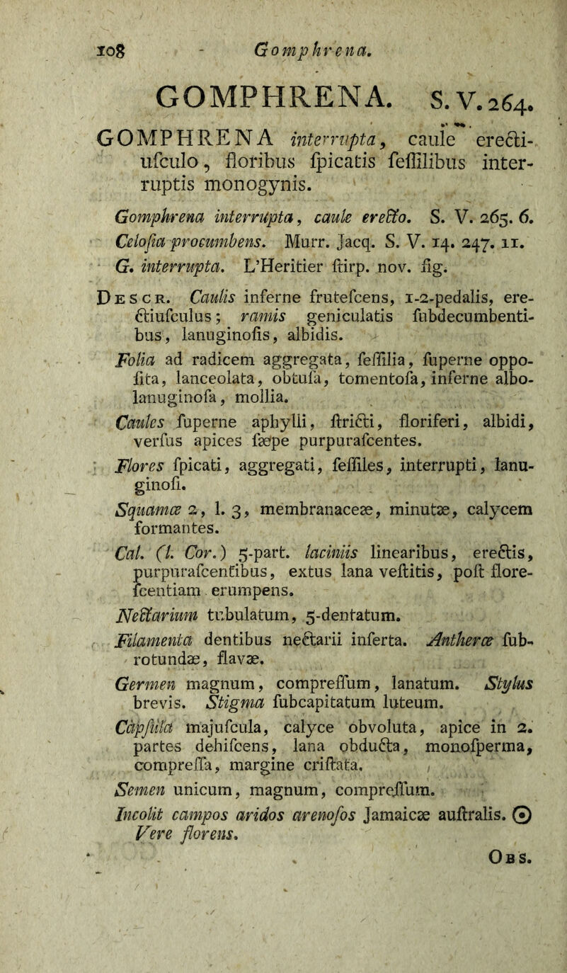 GOMPHRENA. s. V. 264. GOMPHRENA interrupta, caule eredli- ufculo, floribus Ipicatis feffilibus inter- ruptis monogynis. Gomphrena interrupta, caule er effio. S. V. 265. 6, Celofia procumbens. Murr. Jacq. S. V. 14. 247. 11. G. interrupta. L’Heritier ftirp. nov. flg. Descr. Caulis inferne frutefcens, 1-2-pedalis, ere- ftiufculus; ramis geniculatis fubdecumbenti- bus, lanuginolis, albidis. Folia ad radicem aggregata, feffilia, fuperne oppo- fita, lanceolata, obtula, tomentofa, inferne albo- lanuginofa, mollia. Caules fuperne aphylii, llridli, floriferi, albidi, verfus apices fsefpe purpurafcentes. Flores fpicati, aggregati, feffiles, interrupti, lanu- ginofi. Squamee 2, 1. 3, membranaceae, minutae, calycem formantes. Cal. (7. Cor.) 5-part. laciniis linearibus, ere&is, purpurafeentibus, extus lana vellitis, poli flore- fcentiam erumpens. Neffiarium tubulatum, 5-dentatum. Filamenta dentibus ne£tarii inferta. Antherce fub- rotunda, flavae. Germen magnum, compreffum, lanatum. Stylus brevis. Stigma fubcapitatum luteum. CapfiUa majufcula, calyce obvoluta, apice in 2. partes dehifcens, lana obdufta, monofperma, comprelfa, margine crillata. Semen unicum, magnum, compreifum. Incolit campos aridos arenofos Jamaicae auliralis. © Vere florens. Obs.