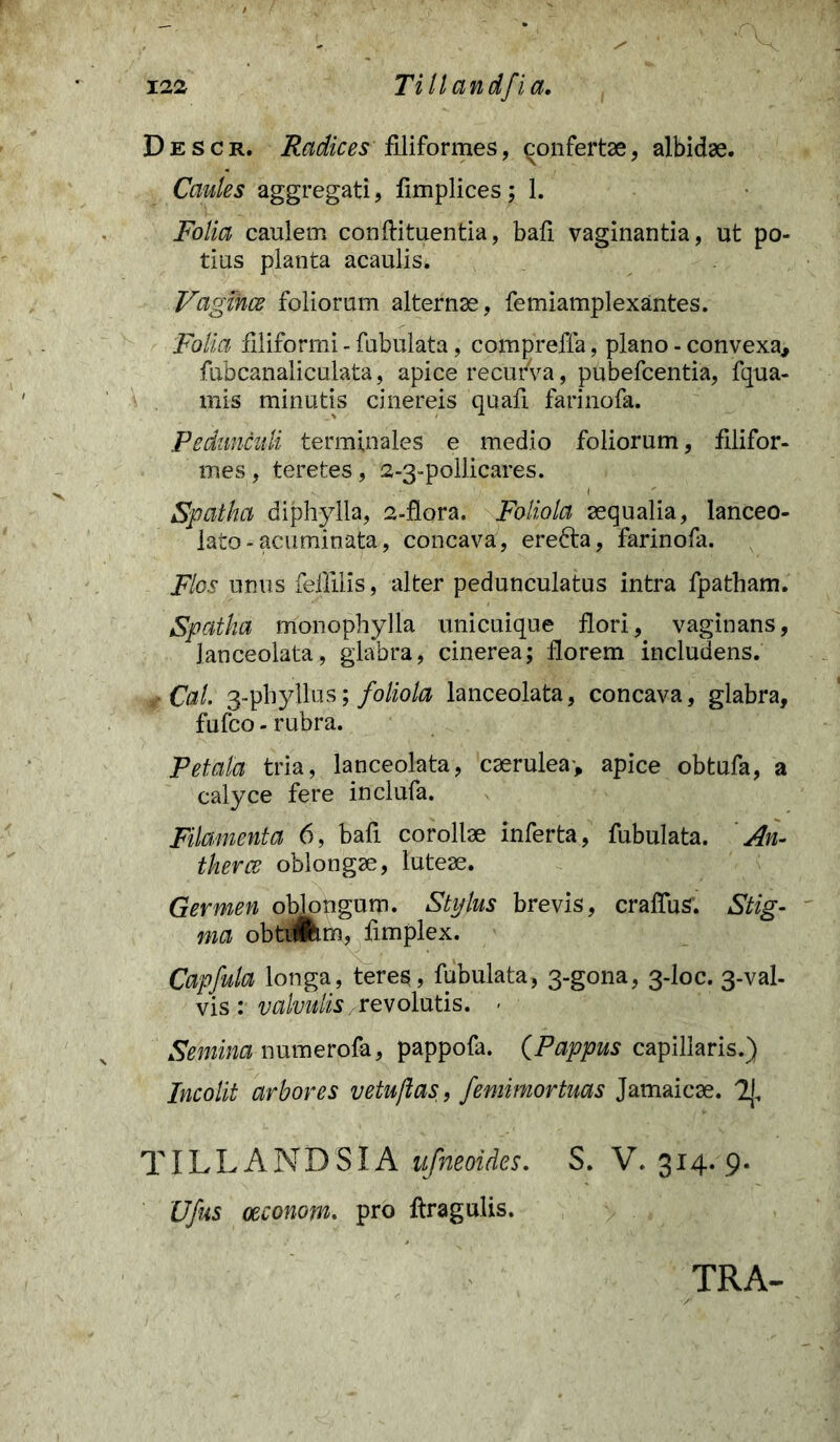 Descr. Radices filiformes, qonfertae, albidae. Caules aggregati, fimplices; 1. Folia caulem conftituentia, bafi vaginantia, ut po- tius planta acaulis. Vagmce foliorum alternae, femiamplexantes. Folia filiformi - fubulata, compreffa, plano - convexa, fubcanaliculata, apice recurva, pubefcentia, fqua- mis minutis cinereis quafi farinofa. Pedunculi terminales e medio foliorum, filifor- mes , teretes, 2-3-pollicares. 1 Spatha diphylla, a-flora. Foliola aequalia, lanceo- lato-acuminata, concava, erefta, farinofa. Flos unus felllHs, alter pedunculatus intra fpatham. Spatha monophylla unicuique flori, vaginans, Janceolata, glabra, cinerea; florem includens. ■ Cal. 3-phyllus; foliola lanceolata, concava, glabra, fufco - rubra. Petala tria, lanceolata, caerulea-, apice obtufa, a calyce fere inclufa. Filamenta 6, bafi corollae inferta, fubulata. An- therce oblongae, luteae. Germen oblongum. Stylus brevis, craffus. Stig- ma obtiftm, fimplex. Capfula longa, teres, fubulata, 3-gona, 3-loc. 3-val- vis ;■ valvulis, revolutis. < Semina numerofa, pappofa. (Pappus capillaris.) Incolit arbores vetuftas, femimortuas Jamaicae. 2], TILLANDSIA ufneoides. S. V. 314.9. Ufus oeconom. pro ftragulis. TRA-