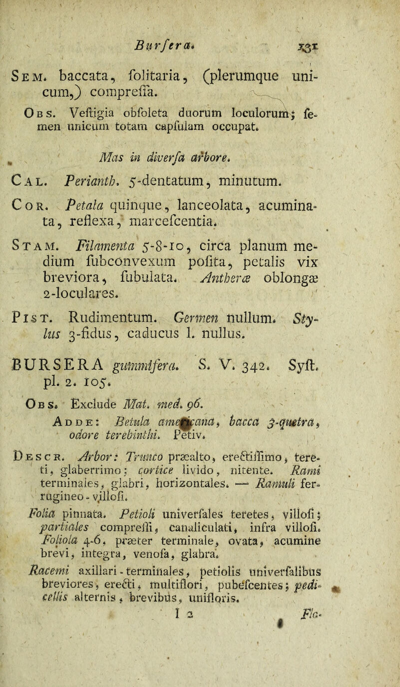 Burfera* xs1 Sem* baccata, folitaria, (plerumque uni- cum,) comprefla. Obs. Veftigia obfoleta duorum loculorum; fe- men unicum totam capfulam occupat* Mas in diverfa arbore. Cal. Perianth* 5-dentatum ^ minutum. Cor. Petala quinque, lanceolata, acumina- ta, reflexa, marcefcentia. Stam. Filamenta 5-8-10, circa planum me- dium fubconvexum poflta, petalis vix breviora, fubulata* Antherce oblongte 2-locui ares* Pist. Rudimentum. Germen nullum* Sty- lus 3-fidus, caducus 1. nullus. BURSERA gntnmffera. S* V, 342. Syfh pl. 2* 105. Obs* Exclude Mai* med* p6. Adde* Betula amejkaiiCi, bacca $~qwtra$ odore terebinthi* Petiv* Bescr. Arbor: Trunco praealto, ere&lffimo, tere- ti, glaberrimo; cortice livido, nitente. Rami terminales, glabri, horizontales* —- Ramuli fer* rugineo - vjdlofi. Folia pinnata* Petioli univerfales teretes, villofi; partiales compreffi, canaliculati, infra villofi* Foliola 4-6, praeter terminale, ovata, acumine brevi, integra, venofa, glabra* Racemi axillari - terminales, petiolis umverfalibus breviores, ere&i, multiflori, pubCfcentes; pedi* m cellis alternis* brevibus, unifloris.