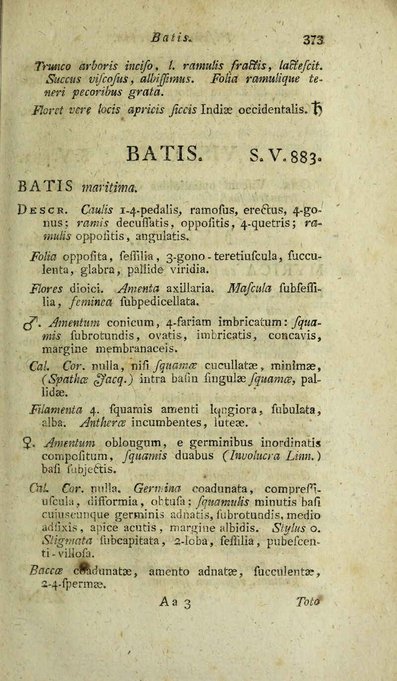 Batis*. Trimeo arboris incifo, l. ramulis fr altis, laffiefcit. Succus vifcofus, albifjimus. Folia ramulique te- neri pecoribus grata. Floret vere locis apricis facis Indise occidentalis» t) || S; 5; - ' ■ BATIS. S. V. 883» BATIS maritima. Descr. Caulis i-4-pedalis, ramofus, eredtus, 4-go~ nus; ramis decuffatis, oppolitis , 4-quetris; ra- mulis oppoiitis, angulatis. Folia oppofita, feffilia, 3-gono - teretiufcula, faecu- lenta , glabra, pallide viridia. Flores dioici. Amenta axillaria. Mafiula fubfeffi- lia, feminea, fubpedicellata. Amentum conicum, 4-fariam imbricatum: fqua- mis fubrotundis, ovatis, imbricatis, concavis, margine membranaceis. Cal. Cor. nulla, nili fquam,ce cucullatse, minimae, (Spathcs ffacq.) intra balin fmgulae fquames, pal- lidae. Filamenta 4. fquamis amenti Iqngiora, fabulata, alba. Antherce incumbentes, luteae. 5. Amentum oblongum, e germinibus inordinatis compofitum, fquamis duabus (Involucra Linn.) bafi fubjeftis. CnL Cor. nulla. Germina coadunata, comprefi- ufcula, difformia, obtufa; fquamulis minutis ball cujuseunque germinis adnatis, fubrotundis, medio adiixis , apice acutis , margine albidis. Stylus o. Stigmata fubcapitata, 2-lcba, feffilia, pubefeen- ti-viliofa. Baccce cmdunatse, amento adnatae, faeculentae, 2-4-fpermae.