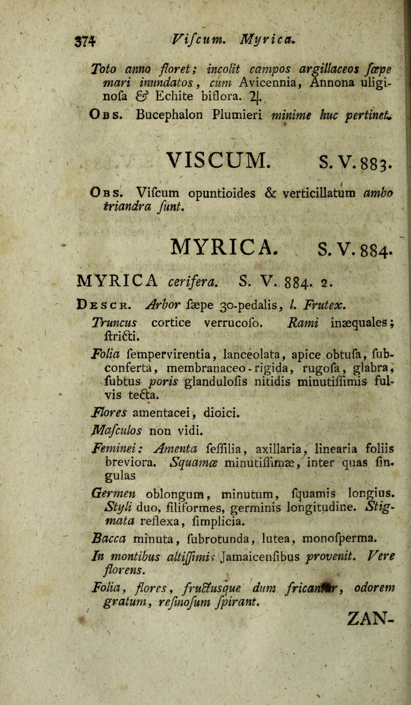 Toto anno floret; incolit campos argillaceos fccpe mari inundatos, cum Avicennia, Annona uligi- nofa Echite biflora. 2J. Obs. Bucephalon Plumieri minime huc pertinet„ VISCUM. S.V.883. Obs. Vircum opuntioides & verticillatum ambo triandra funt. MYRICA. S.V.884. v . 1 ' MYRICA cerifera. S. V. 884* 2. Descr. Arbor faepe 30-pedalis, L Frutex. Truncus cortice verrucofo. Rami inaequales; ftri&i. Folia fempervirentia, lanceolata, apice obtufa, fub- conferta, membranaceo-rigida, rugofa, glabra, fubtus poris glandulofis nitidis minutiffimis ful- vis tefta. Flores amentacei, dioici. Mafculos non vidi. Feminei: Amenta feffilia, axillaria, linearia foliis breviora. Squamee minutiffimae, inter quas fm« gulas Germen oblongum, minutum, fquamis longius. Styli duo, filiformes, germinis longitudine. Stig- mata reflexa, fimplicia. Bacca minuta, fubrotunda, lutea, monofperma. In montibus altiffimU Jamaicenfibus provenit. Vere florens. Folia, flores, fru&usque dum fricanMr, odorem gratum, refmofum fpirant. ZAN-
