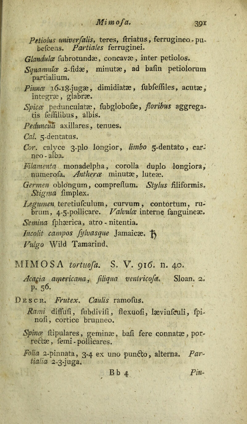 Petiolus imiverfalis, teres, ftriatus, ferrugineo - pu- befcens. Partiales ferruginei. Glandulcs fubrotundae, concavae, inter petiolos. Squamula 2-fidae, minutae, ad bafin petiolorum partialium. Pinna i6-i8-jugae, dimidiatae, fubfeffiles, acutae, integrae, glabrae. Spica pedunculatae, fubglobofae, floribus aggrega- tis feffilibus, albis. Pedunculi axillares, tenues. Cal. 5-dentatus. Cor. calyce 3-plo Idngior, limbo 5-dentato, car- neo - alba. 'FilamentciiK monadelpha, corolla duplo longiora, numerofa. Anthera minutae, luteae. Germen oblongum, comprefium. Stylus filiformis* Stigma fimplex. Legumen teretiufculum, curvum , contortum, ru- brum, 4-5-pollicare. Valvulce interne fanguineae» Semina fphaerica, atro - nitentia. Incolit campos fylvasque Jamaicae, ^ Vulgo Wild Tamarind. MIMOS A tortuofa. S. V. 916. n. 40. Acacia aipericana,. fitiqua ventricofa, Sloam 2* P- 56- Descr. Frutex. Caulis ramofus. Rami diffufi, fubdivifi, flexuofi, laeviufculi, fpi- nofi, cortice brunneo. Spinee ftipulares, geminaebafi fere connatae, por» rete, femi-pollicares. Folia 2-pinnata, 3.4 ex uno pundto, alterna. Par- tialia 2.3-juga. Bb 4 Pin-