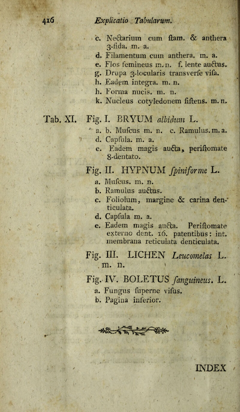 c. Nefarium cum fiam. & anthera 3-fida. m. a. d. Filamentum cum anthera. m. a. e. Flos femineus m.n. f. lente au&us. g. Drupa 3-locularis transverfe vifa. h. Eadpm integra, m. n. h. Forma nucis, m. n. k. Nucleus cotyledonem fiflens. m. n. Tab. XI. Fig. I. BRYUM albidum L.  a. b. Mufcus m. n. c. Ramulus, m. a. d. Capfula. m. a. ' e. Eadem magis au£ta, periflomate 8-dentato. Fig. II. HYPNUM fpiniforme L. a. Mufcus. m. n. b. Ramulus auftus. c. Foliolum, margine & carina den-’ ticulata. d. Capfula m. a. e. Eadem magis aucta. Periflomate externo dent. 16. patentibus: int. membrana reticulata denticulata. Fig. III. LICHEN Leucomelas L. . m. n. ) Fig. IV. BOLETUS f anguineas. L. a. Fungus fuperne vifus. b. Pagina inferior. INDEX /