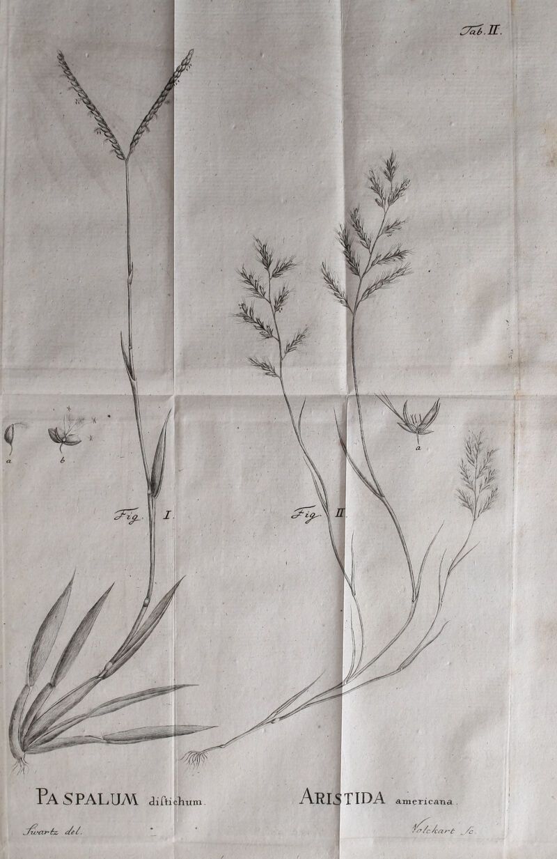 PAS PALUM det. ARISTIDA ^/c/c<ir~t /c tti.TL.