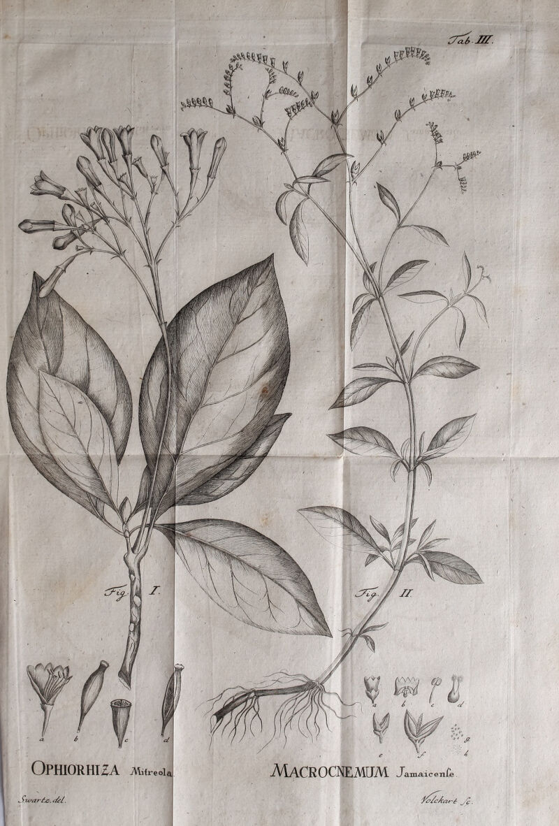 Ophiorhiza -Mifreola Sttrarte. t&l.