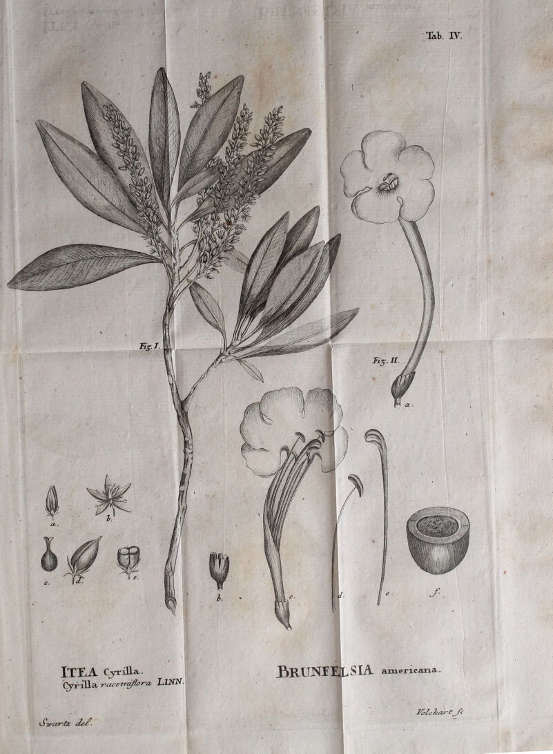 ITEA CyriJla.. CyriUa racemiflor-a. LIN3V. S-rart*. BWLNIELSIA amencana. K,lclcaJ-tJi