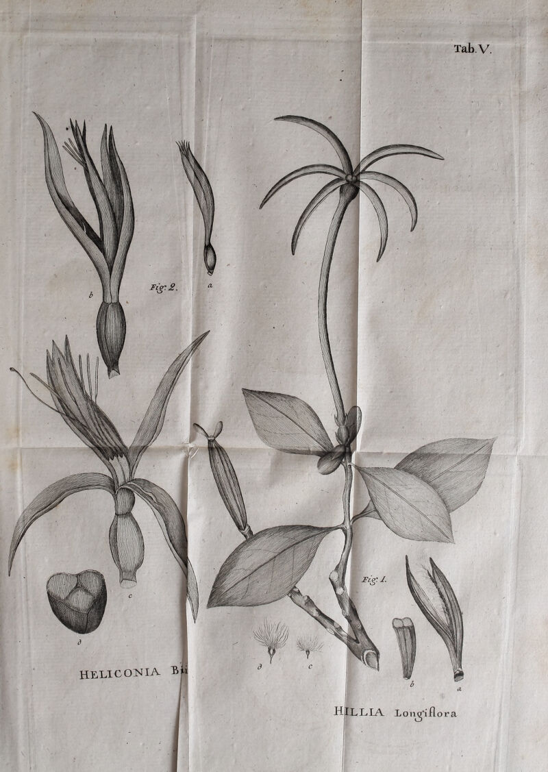 HELICONIA HILLIA lom