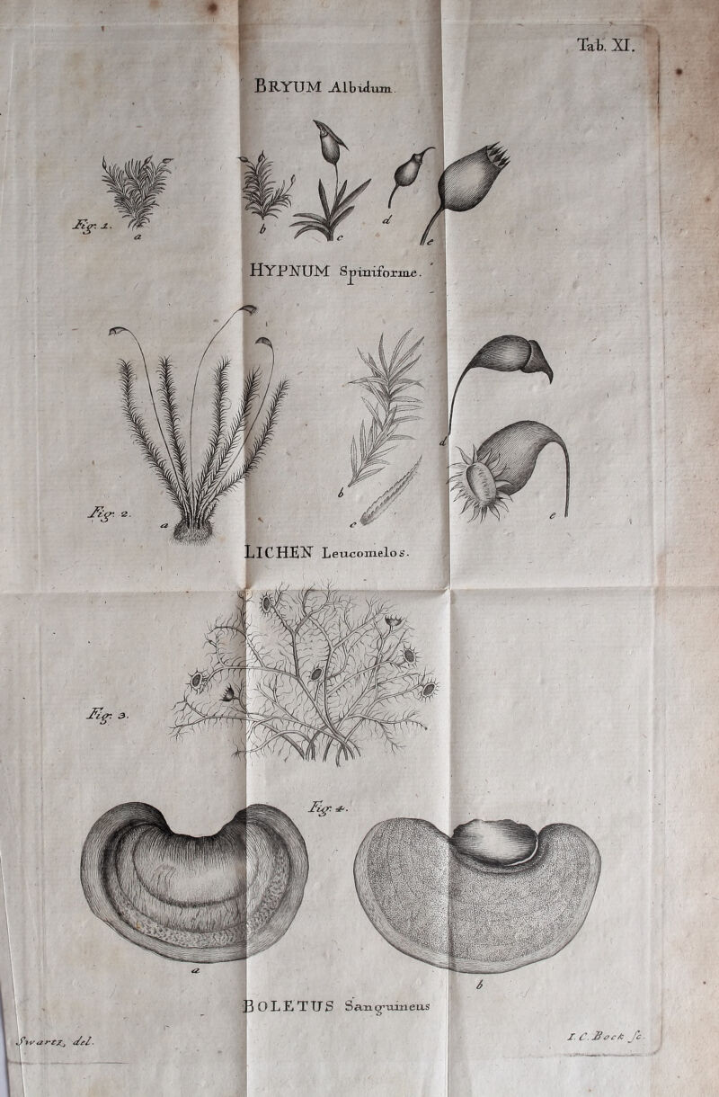 TaK XI. ) j. BRYUM Albidum HYPNUM Spinifoi •„3 O L E TITS Sa-ug-uineus I. C.Jiect: /£•