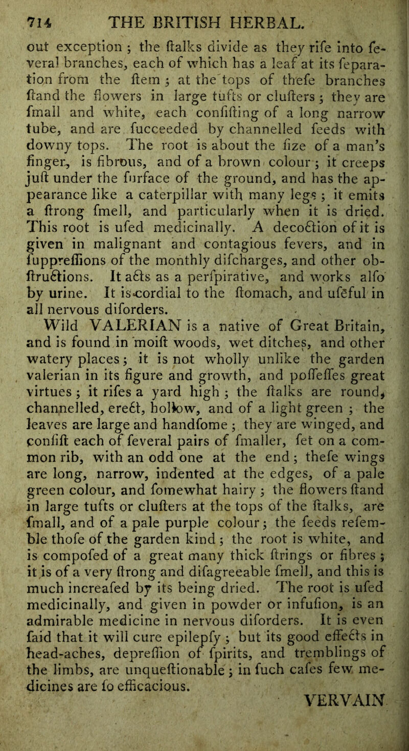 out exception ; the ftalks divide as they rife Into fe- veral branches^ each of which has a leaf at its fepara- tion from the Hem ; at the'tops of thefe branches Rand the flowers in large tufts or clufters ^ they are fmall and white, each confining of along narrow tube, and are fucceeded by channelled feeds with downy tops. The root is about the fize of a man’s finger^ is fibrous, and of a brown colour ; it creeps juft under the fnrface of the ground, and has the ap- pearance like a caterpillar with many legs ; it emits a ftrong fmell, and particularly when it is dried. This root is ufed medicinally. A decoQion of it is given in malignant and contagious fevers, and in fuppreflions of the monthly difcharges, and other ob- ftruftions. It adls as a perfpirative, and works alfo by urine. It iscordial to the ftomach, and ufsful in all nervous diforders. Wild VALERIAN is a native of Great Britain, and is found in'moift woods, wet ditches, and other watery places j it is not wholly unlike the garden valerian in its figure and growth, and pDffefles great virtues ; it rifes a yard high ; the ftalks are rounds channelled, ere6t, holk)w, and of a light green ; the leaves are large and handfome ; they are winged, and confift each of feveral pairs of finaller, fet on a com- mon rib, with an odd one at the end; thefe wings are long, narrow, indented at the edges, of a pale green colour, and fomewhat hairy ^ the flowers ftand in large tufts or clufters at the tops of the ftalks, are fmall, and of a pale purple colour; the feeds refem- ble thofe of the garden kind ; the root is white, and is compofed of a great many thick firings or fibres ; it is of a very ftrong and difagreeable fmell, and this is much increafed by its being dried. The root is ufed medicinally, and given in powder or infufion, is an admirable medicine in nervous diforders. It is even faid that it will cure epilepfy ; but its good cflects in head-aches, deprelTion or fpirits, and tremblings of the limbs, are unqueftionable j in fuch cafes few me- dicines are fo efficacious. VERVAIN