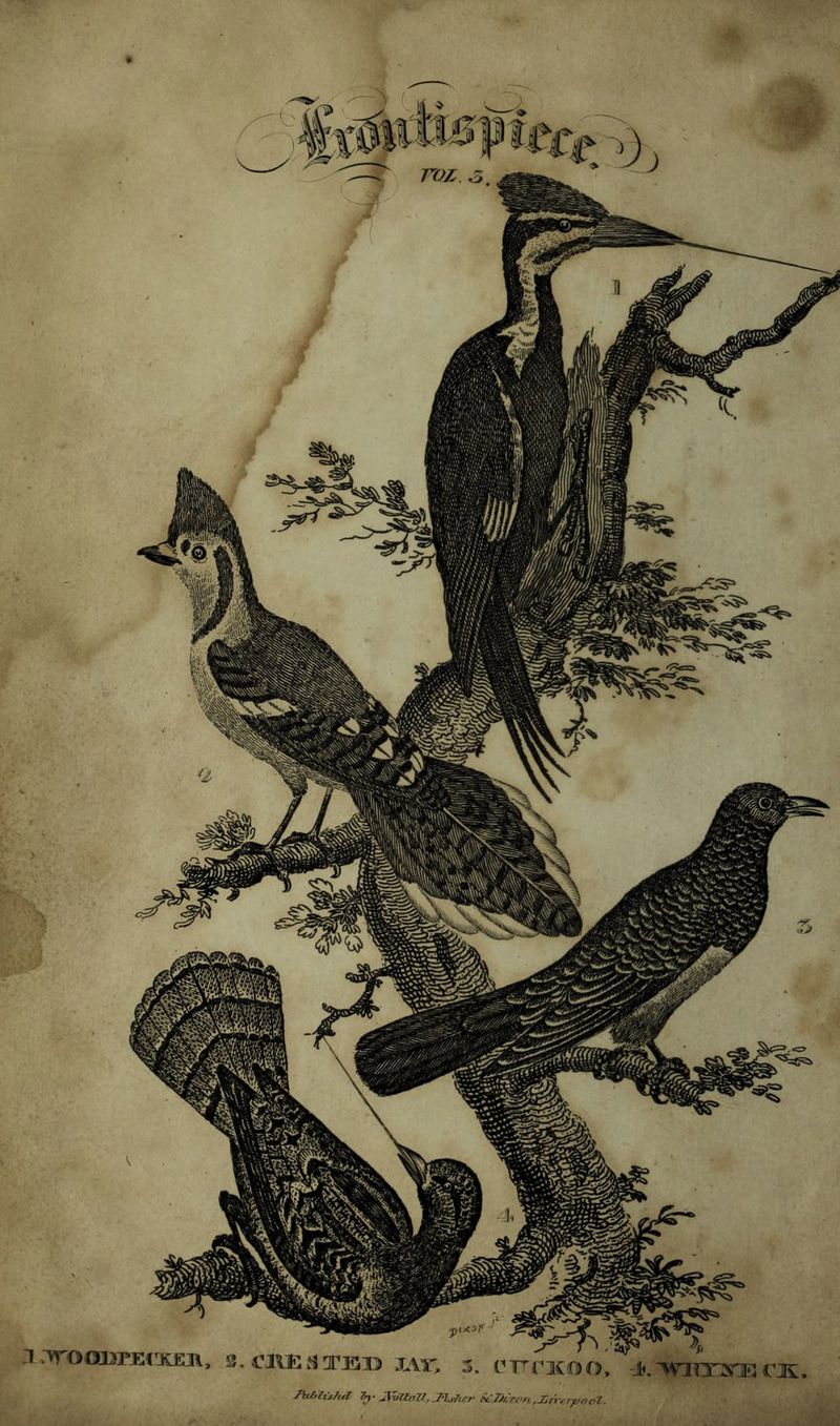 -T rirooDPErxEn, 3, lUVEfSTEX) jay; 3. rT^ncfDO. l^ win'^nRCJS. /Mhs/uZ Z^- JVu7t(tZ7,J-UZicr f*:J>/:n'n,Xni/pool.