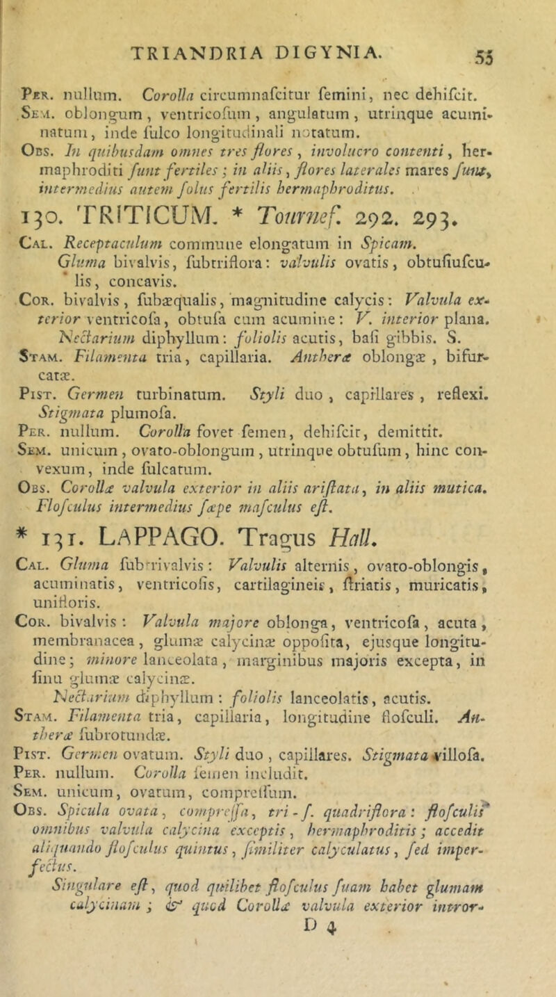 Per. milium. Corolla circumnafcitur femini, nec dehifcit. Sem. oblongum, ventricofum , angulatum, utrinque acumi- natum, inde fulco longitudinali notatum. Obs. In quibusdam omnes tres flores , involucro contenti, her- maphroditi funt fertiles; in aliis, flores laterales mares fuiu> intermedius autem foliis fertilis hermaphroditus. 130. TRITICUM. * Tournef. 292. 293. Cal. Receptaculum commune elonga tum in Spicam. Gluma bivalvis, fubtriflora: valvulis ovatis, obtufiufcu- lis, concavis. Cor. bivalvis, fubaequalis, magnitudine calycis: Valvula ex. terior ventricofa, obtufa cum acumine : V. interior plana. tectarium diphyllum: foliolis acutis, bali gibbis. S. Stam. Filamenta tria, capillaria. Anthera oblongae , bifur- catae. Pist. Germen turbinatum. Styli duo , capillares , reflexi. Stigmata plumofa. Per. nullum. Corolla fovet femen, dehifcir, demittit. Sem. unicum , ovato-oblonguin , utrinque obtufum , hinc con- vexum, inde filicatum. Obs. Corolla valvula exterior in aliis ari flata ^ in aliis mutica. Flofculus intermedius fecpe mafculus eji. * 131. LAPPAGO. Tragus Hali. Cal. Gluma fubrrivalvis : Valvulis alternis , ovato-oblongis , acuminatis, ventricolis, cartilagineis, ftriatis, muricatis, unifloris. Cor. bivalvis: Valvula majore oblonga, ventricofa, acuta, membranacea, glumae calycinae oppofita, ejusque longitu- dine ; minore lanceolata, marginibus majoris excepta, in •finu glumae calycinae. Necturium diphyllum: foliolis lanceolatis, acutis. Stam. Filamenta tria, capillaria, longitudine flofculi. An- therue fubrotundae. Pist. Germen ovatum. Styli duo , capillares. Stigmata tdllofa. Per. nullum. Corolla femen includit. Sem. unicum, ovatum, comprelfmn. Obs. Spicula ovata, compreffa, tri-f. quadrifiora: flofculiF omnibus valvula calycina exceptis, hermaphroditis; accedit aliquando flofculus quintus, Jimiliter calyculatus, fed imper- fectus. Singulare efl, quod quilibet flofculus fuam habet glumam calycinam ; jy1 quod Corolla: valvula exterior intror- D 4