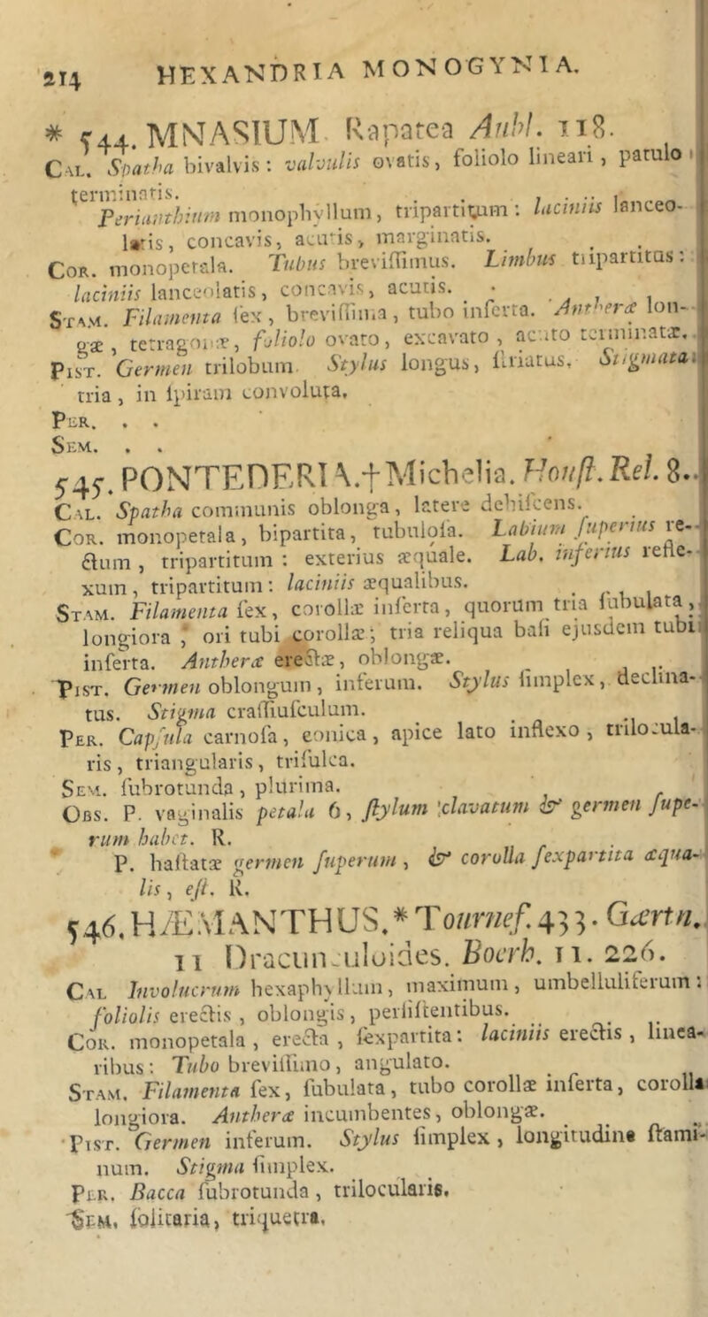 SI4 * C44. MNASIUM- Rapatea Aubl. 118. Cal. Spatha bivalvis: valvulis ovatis, foliolo lineari, patulo terminatis. , ..... Perianthium monophvllum, tnpartiyam: laciniis lanceo- laris, concavis, acutis, marginatis. Cor. monopetala. Tubus breviffimus. Limbus tripartitas: laciniis lanceolatis, concavis, acutis. . Stam. Filamenta fex, breviffima, tubo inferta. Anthera lon- o-ae, tetragonae, fjliolo ovato, excavato, acuto terminatae, Pist. Germen trilobum Stylus longus, llriarus, Stigmata^ tria , in lpiram convoluta. PcR. . . Sem. . . 545-. PONTEDERI V+Michelia. Hmifl.Rel. 8- Cal. Spatha communis oblonga, latere dehikens. Cor. monopetala, bipartita, tubulofa. Labiina [upei tus aum , tripartitum: exterius aequale. Lab. infertus refle- xum , tripartitum: laciniis aequalibus. , rui Stam. Filamenta fex, corollae inferta, quorum tria iubulata, longiora ,' ori tubi corollae• tria reliqua bali ejusdem tubi Inferta. Anthera erectae, oblongae. , Pist. Germen oblongum , inferum. Stylus lnnplcx, decima- tus. Stigma cralTiufculum. _ , Per. Capftda carnofa, eonica, apice lato inflexo, trilocula- ris, triangularis, trifulca. Sem. fubrotunda , plurima. Obs. P. vaginalis petala 6, ftylum [clavatum & germen Jupe- rum habet. R. . P. haltatae germen fuperum , & coralia fexpartita aequa- lis , eji. R, 546. H/EM A N TH US. * Toumef. 43 3. G«rrtn. 11 Dracuiuuloides. Bocrh. n. 226. Cal Involucrum hexaphvlluin, maximum, umbelluliteium 1 foliolis ereftis , oblongis, perbitentibus. Cor. monopetala , erefta , lexpartita: laciniis erectis , lmea- ribus: Tubo breviltimo, angulato. Stam. Filamenta fex, fubulata, tubo corollae inferta, corolla longiora. Anthera incumbentes, oblongae. ■ Pist. Germen inferum. Stylus fimplex, longitudine flami- num. Stigma fimplex. Per. Bacca fubrotunda, trilocularis. Sem. jfolicaria, triquetra.