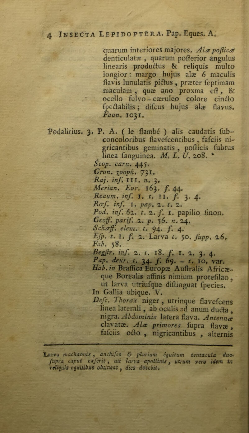 quarum interiores majores. Alex pojlicar denticulatae , quarum pofterior angulus linearis productus & reliquis multo longior: margo hujus alae 6 maculis flavis lunulatis pidus , praeter feptimam maculam , quae ano proxma eft, & ocello fulvo - caeruleo colore cindo fpedabilis; difcus hujus alae flavus. Faun. 1031. Podalirius. 3. P. A. ( le flambe ) alis caudatis fub- concoloribus flavefcentibus . fafciis ni- gricantibus geminatis , pofricis fubtus linea fanguinea. M, L. U. 2.08. * Scop. carn. 445. Gron. \ooph. 731. Raj. inf. III. n. 3. Merian. Eur. 163. f. 44. Reaum. inf. I. t. II. f. 3. 4. Rocf. inf. I. pap. z. t. Z. Pod. inf. 6z. t. 1. f. 1. papilio iinon. Geojf. parif. z. p. 56. n. 24. Schexjf. elem. t. 94. f. 4. Efp. t. 1. f. z. Larva t. 50. Jupp. z6. Fab. 58. Begjlr. inf. z. t. 18. /. I. z. 3. 4. Pap. deur. t. 34. f. 69. _ t. 10. var. tiab . in Braflica Europae Auftralis Africae- que Borealis affinis nimium protefilao, ut larva utriufque diftinguat fpecies. In Gallia ubique. V. Dcfc. Thorax niger , utrinque flavefcens linea laterali, ab oculis ad anum duda , nigra. Abdominis latera flava. Antenna: clavatae. Alex primores fupra flavae, fafciis octo , nigricantibus , alternis Larva machaonis , anchijts & plurium equitum tcntacula duo« fupra caput cxferit, uti larva apollinis 3 utium vero idem in reliquis equilibus obuneat, dies docebit.