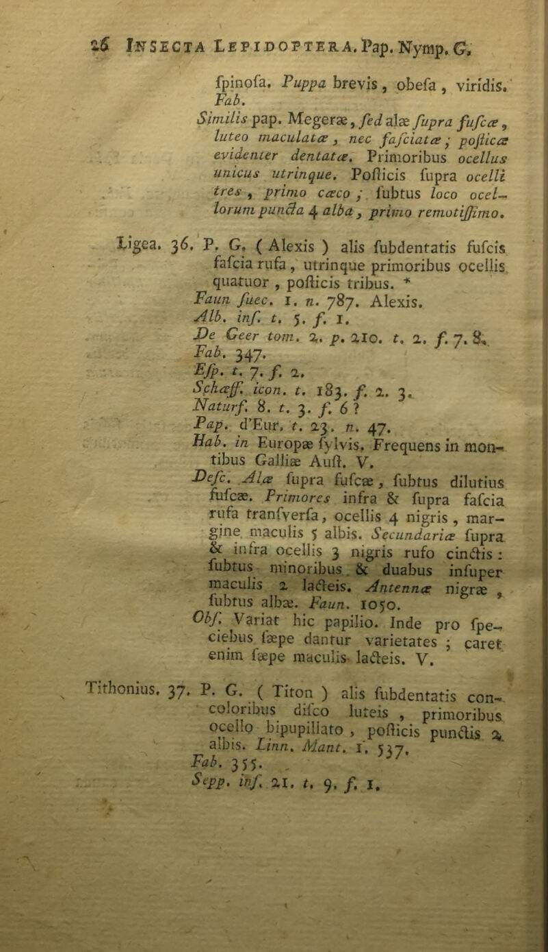 fpinofa. Puppa brevis , obefa , viridis. Fab. Similis pap. Megerae, fed alae fupra fufca, luteo maculata , nec fafciatce ■ pojiica evidenter dentata. Primoribus ocellus unicus utrinque. Pollicis fupra ocelli tres , primo caco ; fubtus loco ocel- lorum punda 4 alba , primo remotijjimo. X-igea. 36. P. G, (Alexis ) alis fubdentatis fufcis fafcia rufa , utrinque primoribus ocellis quatuor , pollicis tribus. * Faun fuec. i. n. 787. Alexis. Alb. inf. t. 5. /. 1. De Geer tom. %. p. lio. t. 2. f. 7. 8, Fab. 347. EfP‘ 7- /• 2. Schatf. icon. t. 183. /. 2. 3. Natujf. 8. t. 3. f. 6 ? Pap. d’Eur, t. 2.3. n. 47. Hab. in Europae fylvis, Frequens in mon- tibus Galliae Auli. V. Defc. Ala fupra fufcae, fubtus dilutius fulcae. Primores infra & fupra fafcia rufa tranfverfa, ocellis 4 nigris , mar- gine maculis 5 albis. Secundaria fupra & intra ocellis 3 nigris rufo cin&is : fubtus minoribus & duabus infuper maculis 2 lafleis. Antenna nigrae fubtus albae. Faun. 1050. Obf. Variat hic papilio. Inde pro fpe- ciebus faepe dantur varietates 5 caret enim faepe maculis lafteis. V. Tithonius. 37. P. G. ( Titon ) alis fubdentatis con- coloribus ditco luteis , primoribus oceilo bipupiliato , pollicis punftis 3, amis. Linn. Alant, 1. 517, Fab. 355.