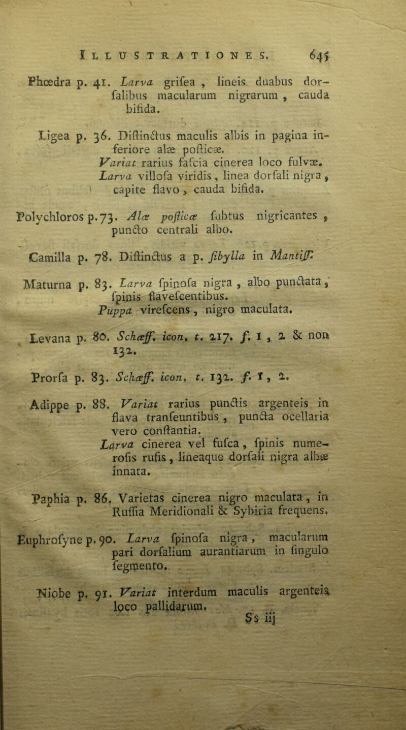 Phoedra p. 41. Larva grifea , lineis duabus dor- falibus macularum nigrarum , cauda bifida. Ligea p. 36. Diftin&us maculis albis in pagina in- feriore ais poflicae. Variat rarius fafcia cinerea loco fulvae. Larva villofa viridis , linea dorfali nigra , capite flavo, cauda bifida. Polychloros p.73. Alce poflicce fubtus nigricantes, pundto centrali albo. Camilla p. 78. Diftinctus a p. fibylla in MantiJP Maturna p. 83. Larva fpir.ofa nigra , albo pumflata, fpinis flavefcentibus. Puppa virefcens, nigro maculata. Levana p. 80. Schceff. icon, t. 2.17. /. I , 2. & non 132. Prorfa p. 83. Scjiceff. icon. t. 131. f. 1, 2,. Adippe p. 88. Variat rarius pun&is argenteis in flava tranfeuntibus , puncta ocellaria vero conflantia. Larva cinerea vel fufca, fpinis nume- rofis rufis, lineaque dorfali nigra albee innata. Paphia p. 86. Varietas cinerea nigro maculata, in Ruflia Meridionali & Sybiria frequens. Euphrofyne p. 90. Larva fpinofa nigra, macularum pari dorfalium aurantiarum in lingulo fegrpento. Niobe p. 91. Variat interdum maculis argenteis loco pallidarum. S s iij