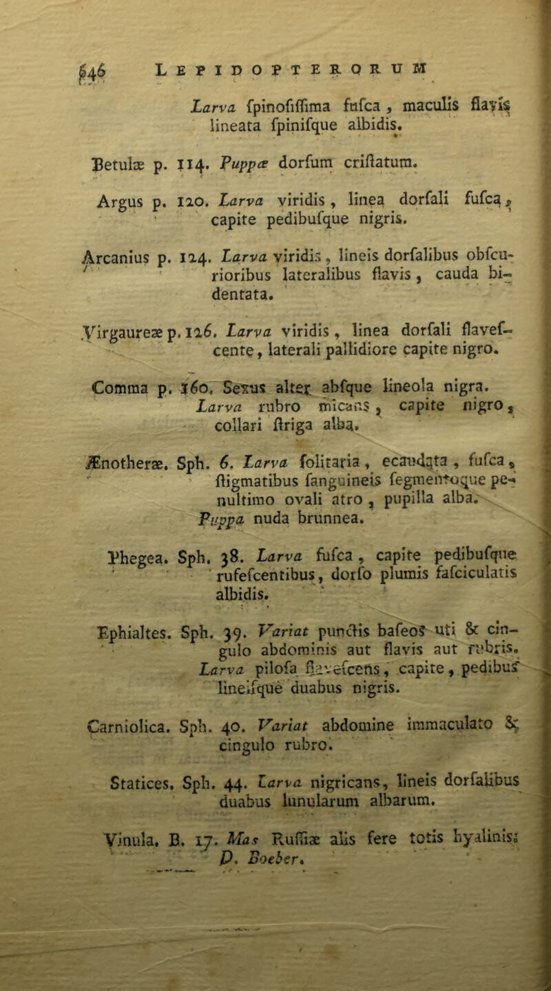 Lepidopterqrum Larva fpinofiflima fufca , maculis flayi$ lineata fpinifque albidis. Betulas p. 114. Puppee dorfum criflatum. Argus p. 12.0. Larva viridis, linea dorfali fufcg;, capite pedibufque nigris. Arcanius p. 12.4. Larva viridi:», lineis dorfalibus obfcu- rioribus lateralibus flavis , cauda bi- dentata. .Virgaureae p. 116. Larva viridis , linea dorfali flavef- cente, laterali pallidiore capite nigro. Comma p. J60. Sextis altet abfque lineola nigra. Larva rubro micans , capite nigro, collari ftriga alba. /Enotherse. Sph. 6. Larva folitaria, ecaudqta , fufca * digmatibus fanguineis fegmentoque pe-» nultimo ovali atro , pupilla alba. Puppa nuda brunnea. Bhegea. Sph. 38. Larva fufca, capite pedibufque rufefcentibus, dorfo plumis fafciculatis albidis. Ephialtes. Sph. 39. Variat puncHs bafeo? uti & cin- gulo abdominis aut flavis aut rubris. Larva pilofa fbivefccns, capite , pedibua lineifque duabus nigris. Carniolica. Sph. 40. Variat abdomine immaculato St: cingulo rubro. Statices, Sph. 44. Larva nigricans, lineis dorfalibus duabus lunularum albarum. Vinula. B. 17. Mas Rudiae alis fere totis hyalinis.’ P. Boeber.