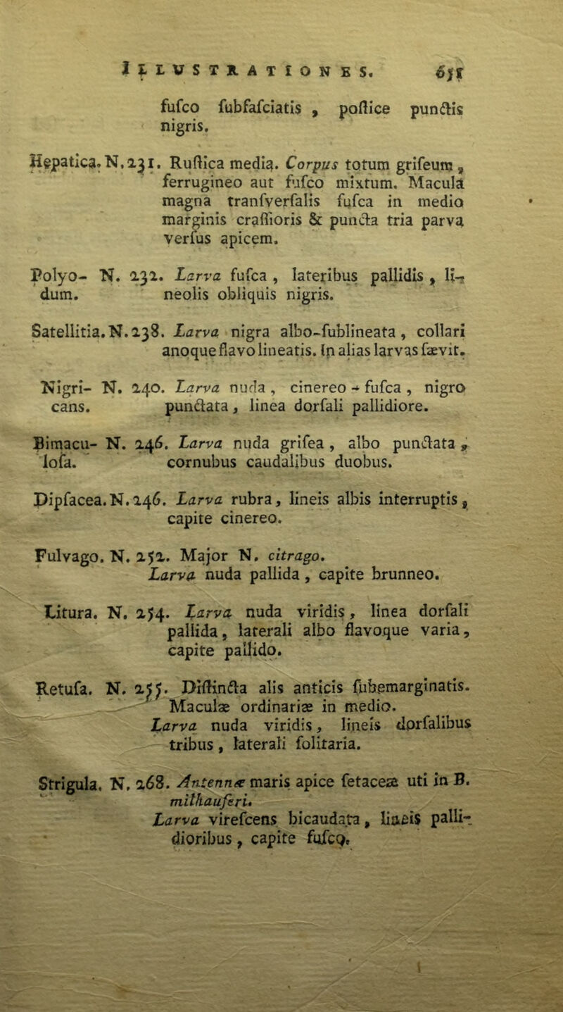 fufco fubfafciatis , pofiice pundtis nigris. Hepatica. N. 231. Ruftica media. Corpus totum grifeum , ferrugineo aut fufco mixtum. Macula magna tranfverfalis fufca in medio marginis crafiioris & puncta tria parva verius apicem. Polyo- N. 132. Larva fufca , lateribus pallidis , U-. dum. neolis obliquis nigris. Satellitia. N.238. Larva nigra albo-fublineata , collari anoque flavo lineatis. In alias larvas faevit. Nigri- N. 240. Larva nuda , cinereo -* fufca , nigro cans. pundtata, linea dorfali pallidiore. Bimacu- N. 246. Larva nuda grifea , albo pun&ata , lofa. cornubus caudalibus duobus. Dipfacea.N.246. Larva rubra, lineis albis interruptis, capite cinereo. Fulvago. N. 252. Major N. citrago. Larva nuda pallida , capite brunneo. Litura. N. 2J4. Larva nuda viridis, linea dorfali pallida, laterali albo flavoque varia, capite pallido, Retufa. N. 2^. Diftin&a alis anticis fubemarginatis. Maculae ordinariae in medio. Larva nuda viridis, lineis tiorfalibus tribus , laterali folitaria. Strigula. N. 268. Antenna maris apice fetaces uti in B. miihauferi. Larva virefcens bicaudata, liaeis palli- dioribus , capite fufcQe