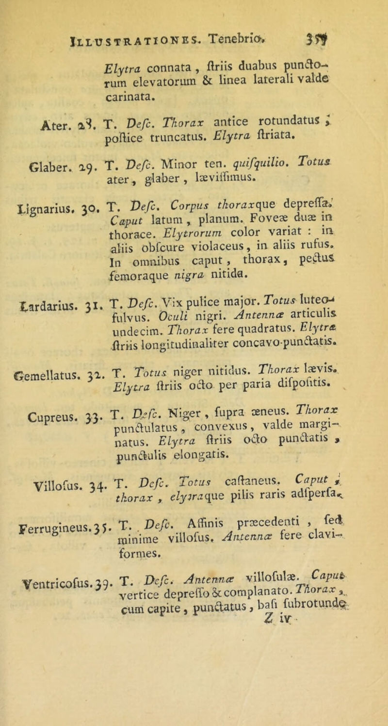 Elytra connata , ftriis duabus puncto- rum elevatorum & linea laterali valde carinata. Ater. aS. T. Defc. Thorax antice rotundatus ; pollice truncatus. Elytra llriata. Glaber. 19. T. Befc. Minor ten. quifquilio. Totus ater, glaber, laevilfimus. Lignarius. 30. T. Vefc. Corpus tkoraxque depreffa.’ Caput latum , planum. Foveae^ duas in thorace. Elytrorum color variat : in aliis obfcure violaceus, in aliis rufus. In omnibus caput, thorax, peCluS. femoraque nigra nitida. tardarlus. 31. T. Defc. Vix pulice major. Totus luteo-* fulvus. Oculi nigri. Antenna articulis undecim. Thorax fere quadratus. Elytra. flriis longitudinaliter concavo punClatis. Gemellatus. 31. T. Totus niger nitidus. Thorax l^vls. Elytra flriis octo per pana dilpolitis. Cupreus. 33. T. D.-rc. Kiger, fupra sneus. TAorur ^ punCtulatus , convexus, valde margi- natus. Elytra (triis odo pundatis , pundulis elongatis. Villofus. 34. T. Defc. Totus caftaneus. Caput thorax , dyjraqne pilis raris adfperfa^ Ferrugineus. 3 5. T. Defc. Affinis prxcedenti , fed minime villofus. Antenna fere clavi- formes. Ventricofus.39. T. Dcfc. Antenna vlllofulae. Caput vertice depreffio & complanato. T/iorax, cum capite, punClatus, bafi fubrotund^ Z lY