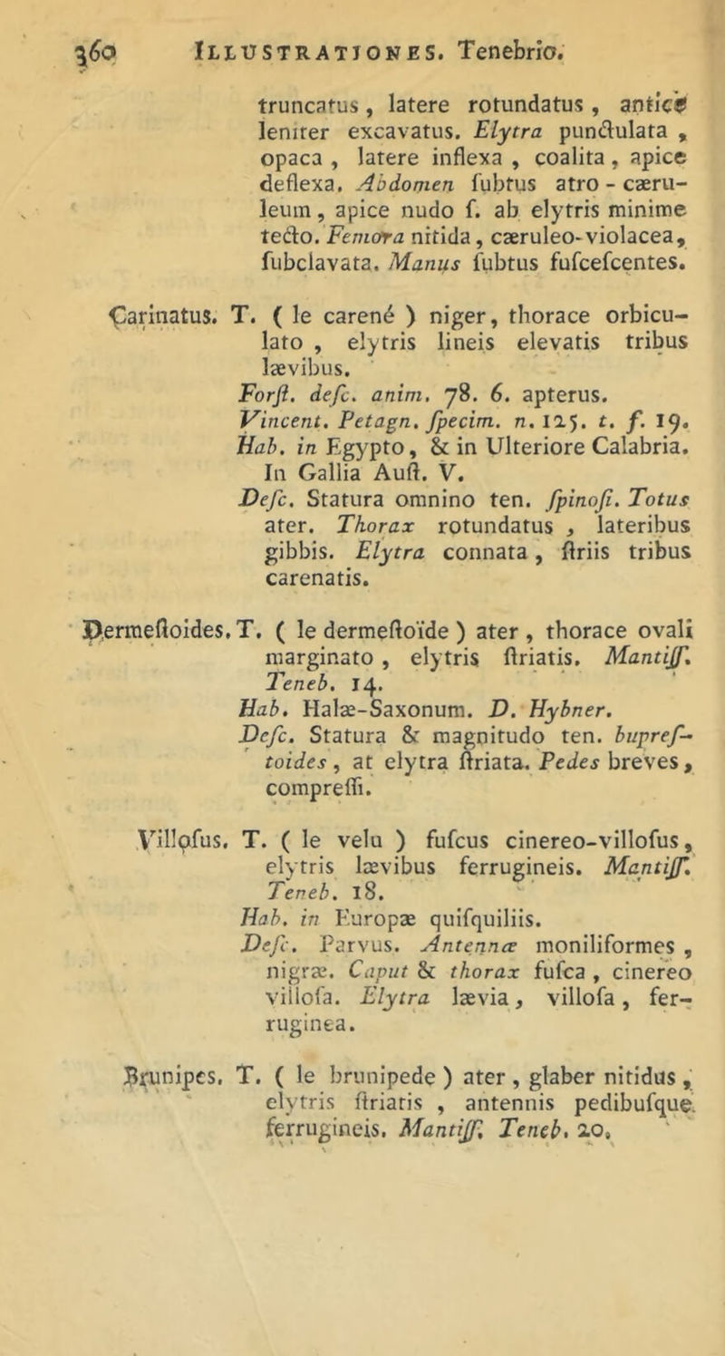 truncatus , latere rotundatus , antkff lenirer excavatus. Elytra pundulata , opaca , latere inflexa , coalita , apice deflexa. Abdomen fubtus atro - caeru- leum , apice nudo f. ab elytris minime tedo. Femora nitida, caeruleo-violacea, fubclavata. Manus fubtus fufcefcentes. Carinatus. T. ( le carent ) niger, thorace orbicu- lato , elytris lineis elevatis tribus laevibus, Forft. defc. anim, 78. 6. apterus. Vincent. Petagn. Jpecim. 0.12.5. t. f. 19. Hab. in Egypto, & in Ulteriore Calabria. In Gallia Auft. V. Defc. Statura omnino ten. fpinoji. Totus ater. Thorax rotundatus , lateribus gibbis. Elytra connata, flriis tribus carenatis. P.ennefloides, T. ( le dermeftoide ) ater, thorace ovali marginato, elytris ftriatis. Mantijf» Teneb. 14. Uab. Halae-Saxonum. D. Hybner. Defc. Statura & magnitudo ten. bupref- toides , at elytra ftriata. Pedes breves , comprefli. yillpifus, T. ( le velu ) fufcus cinereo-villofus, elytris laevibus ferrugineis. Mcntijf. Teneb. 18. Jiab. in Europae quifquiliis. Defc. Parvus. Antennce moniliformes , nigrae. Caput & thorax fufca , cinereo viilofa. Elytra laevia, villofa, fer- ruginea. Brunipcs. T. ( le brunipede ) ater , glaber nitidus ' elytris flriatis , antennis pedibufque. ferrugineis, Mantijf, Teneb,