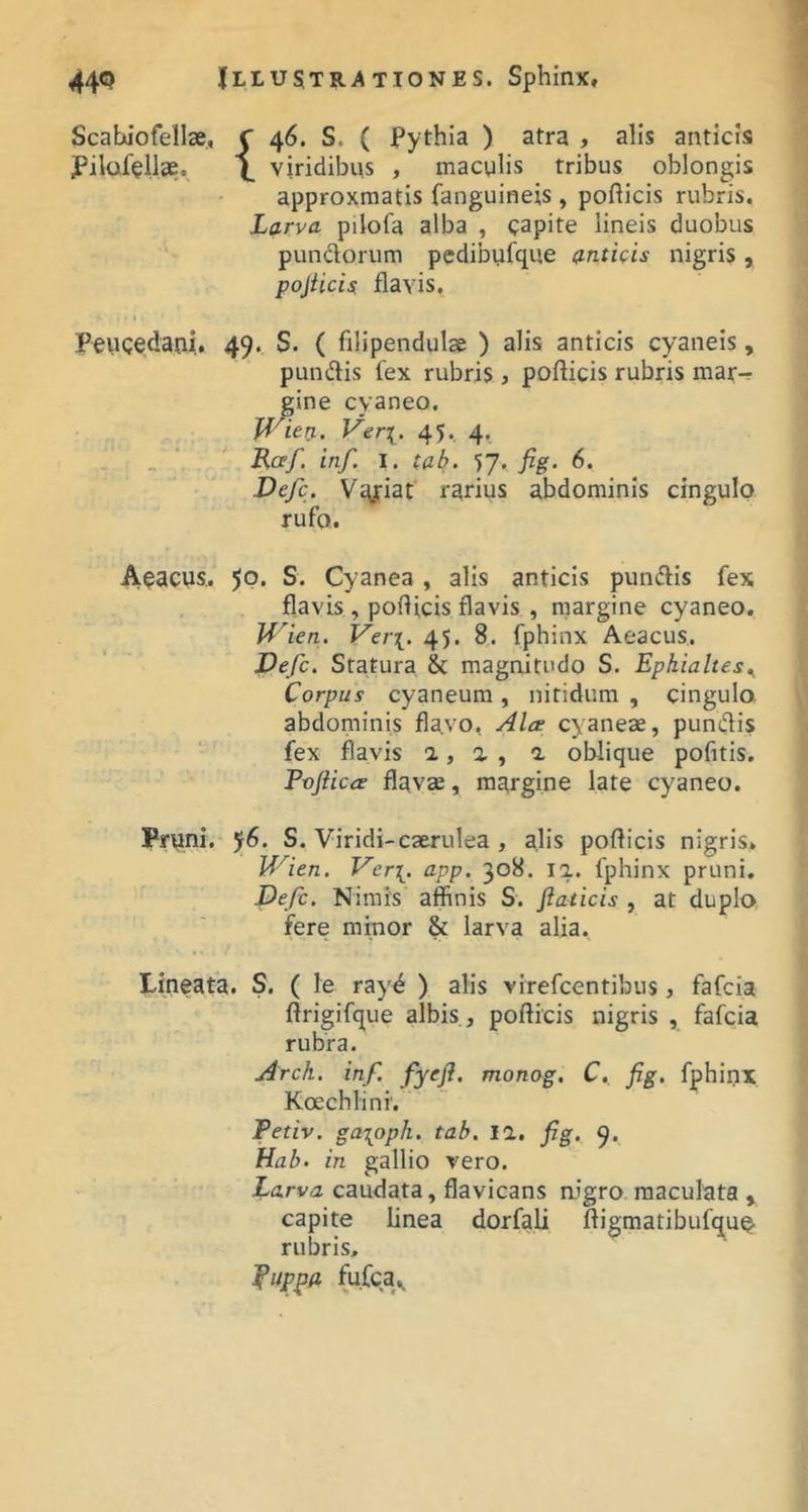 1 i 44Q Illustrationes. Sphinx, Scabiofellse., f 46. S. ( Jpythia ) atra , alis anticis jPilofeliae. \ viridibus , macylis tribus oblongis approxraatis fanguineis, poflicis rubris. Larva pilofa alba , capite lineis duobus punctorum pedibufque anticis nigris , pojUcis; flavis. Peucedani. 49. S. ( filipendulae ) alis anticis cyaneis, pundis fex rubris , pofticis rubris mar-r gine cyaneo. Wien. Ver\. 45. 4. inf. I. tab. 57. fig. 6. Defc. Viyriat rarius abdominis cingulo rufo. Aeacus.. 5P. S. Cyanea , alis anticis pundlis fex flavis , poflicis flavis , rnargine cyaneo. Wien. Vei\. 45. 8. fphinx Aeacus. Defc. Statura & magnitudo S. Ephialtes^ Corpus cyaneum, nitidum , cingulo abdominis flavo, Alie cyaneae, pundis fex flavis 2., a , a oblique pofitis. Pvjiica flavae, margine late cyaneo. Pruni. j6. S. Viridi-caerulea , alis poflicis nigris. Wien. Ver[. app. 308. la. fphinx pruni, Defc. Nimis affinis S. flaticis , at duplo fere minor & larva alia. Lineata. S. ( le rayd ) alis virefcentibus, fafcia ftrigifque albis, pofticis nigris , fafcia rubra. Arch. inf. fyejl. monag. C. fig. fphinx Koechlini. Petiv. gaioph. tab. 11, fig. 9. Hab. in gallio vero. Larva caudata, flavicans nigro maculata > capite linea dorfali ftigmatibufque- rubris, fuppa fufca..