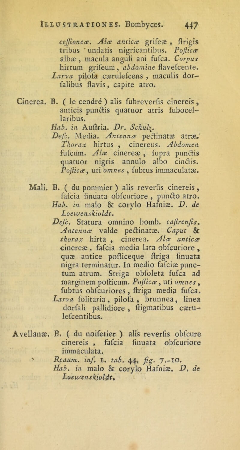 cejjlenea. Altt anticce grifeje , flrigis tribus ' undatis nigricantibus. Pojiicir albae , macula anguli ani fufca. Corpus hirtum grifeum , abdomine flavefcente. Larva pilola caerulefcens , maculis dor- falibus flavis, capite atro. Cinerea. B. ( le cendrd ) alis fubreverfis cinereis, anticis pumffis quatuor atris fubocel- laribus. Hab. in Auflria. Dr. Schiili^. Defc. Media. Antennce pedinatse atrae. Thorax hirtus , cinereus. Abdomen fufcum. Alce cinereae , fupra pundis quatuor nigris annulo albo cinctis. Pojiicce, uti omnes , fubtus immaculatae. Mali. B. ( du pommier ) alis reverfis cinereis, fafcia finuata obfcuriore , pundlo atro. Hab. in malo & corylo Hafniae. D. de Loewenskioldt. Defc. Statura omnino bomb. cajlrenjis, Antennce valde peftinatae. Caput & thorax hirta , cinerea. Alce anticce cinereae, fafcia media lata obfcuriore , quae antice pofticeque flriga finuata nigra terminatur. In medio fafciae punc- tum atrum. Striga obfoleta fufca ad marginem podicum. Pojiicce, uti omnes ^ fubtus obfcLiriores , ftriga medis fufca. Larva folitaria, pilofa , brunnea, linea dorfali pallidiore , digmatibus caeru- lefcentibus. Avellanae. B. ( du noifetier ) alis reverfis obfcure cinereis , fafcia finuata obfcuriore immaculata. ' Reaum. inf. I. tab. 44. fig. 7.-TO. Hab. in malo & corylo Hafniae, D, de Loewenskioldt,