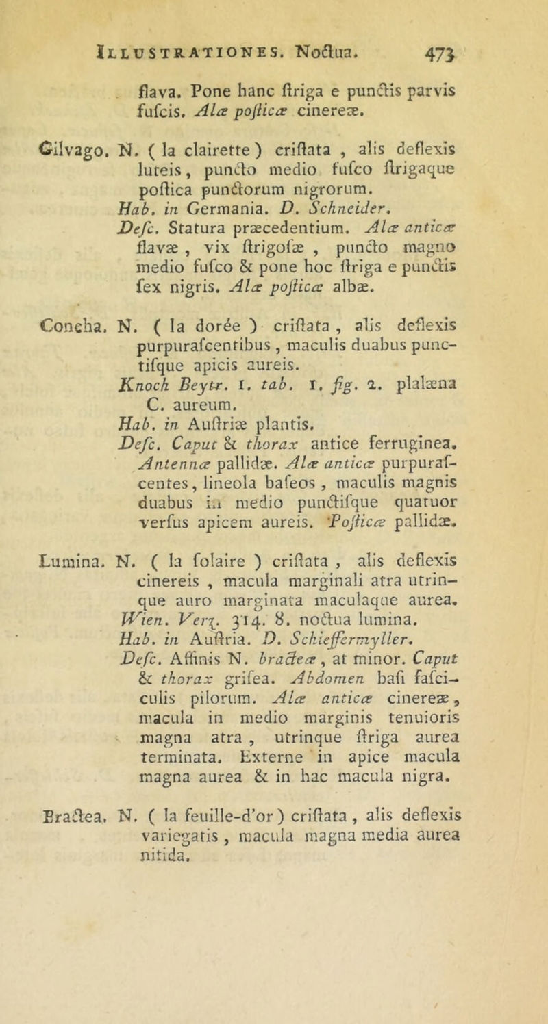 flava. Pone hanc ftriga e punclis parvis fufcis. Alce pojlic/s cinerex. Gilvago. N. ( la clairette) criftata , alis deflexis luteis, puncto medio fufco flrigaque poflica punitorum nigrorum. Hab. in Germania. D. Schneider, Defc. Statura praecedentium. Ales anticas flavae , vix ftrigofae , puncto magno medio fufco & pone hoc Itriga e punitis fex nigris. Ales poflices albae. Concha. N. ( la doree ) criftata , alis deflexis purpurafeentibus , maculis duabus punc- tifque apicis aureis. Knoch Beyts. l. tab. I. fig. 1. plalsena C. aureum. Hab, in Aultrioe plantis. Defc. Caput Sc thorax antice ferruginea, Antennes pallidae. Alee antices purpuraf- centes, lineola bafeos , maculis magnis duabus i.i medio punitifque quatuor verfus apicem aureis. 'Pojiices pallidae. Lumina. N. ( la folaire ) criflata , alis deflexis cinereis , macula marginali atra utrin- que auro marginata maculaque aurea. JVien. Ver[. 314. 8. nodua lumina. Hab. in Auftria. D, Schiejfermyller. Defc. Affinis N. braclees, at minor. Caput & thorax grifea. Abdomen bafi fafei- culis pilorum. Alee antices cinereae, macula in medio marginis tenuioris magna atra , utrinque ftriga aurea terminata. Externe ' in apice macula magna aurea & in hac macula nigra. Eradea. N. ( la feuiIle-d’or) criftata, alis deflexis variegatis , macula magna media aurea nitida.