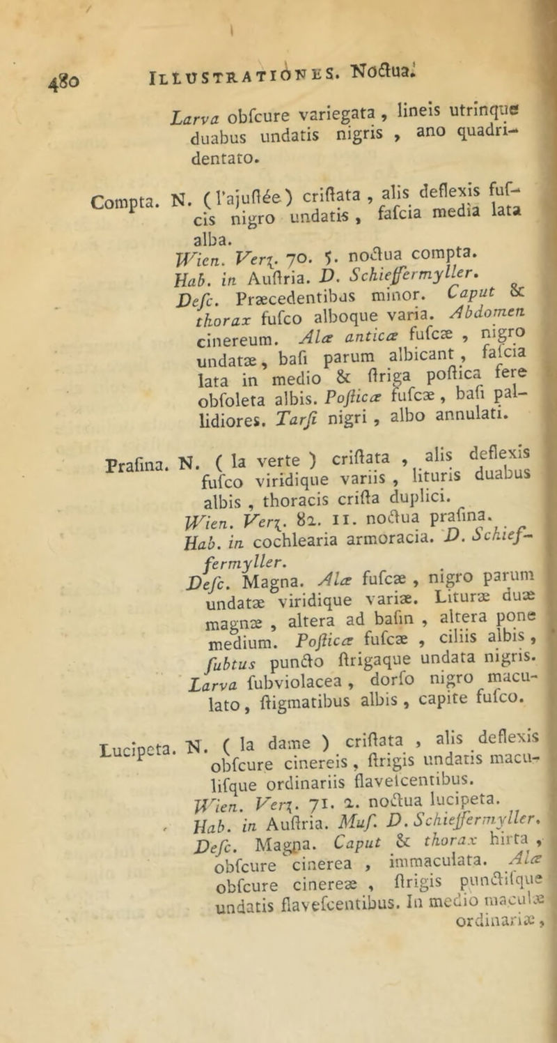 f I 1 480 iLtUSTRATlbTJliS. Nodua. Larva obfcure variegata , lineis utrinqufl duabus undatis nigris , ano quadri- dentaro. Compta. N. (rajunte) crlftata , alis deflexis fuf- cis nigro undatis , fafcia media lata alba. Wicn. Verx. 70. 5- no^ua compta. HaB. in Auftria. D. SchieffermylUr. Defc. Praecedentibus minor. Caput thorax fufco alboque varia. /Ibdomen cinereum. Alce antica fufcae , nigro undatae, bafi parum albicant, falcia lata in medio & ftriga poftica iere obfoleta albis. Poftica fufcae, baii pal- lidiores. Tarji nigri, albo annulati. Frafina. N. ( la verte ) criftata , alis fufco viridique varus , lituris duabus albis , thoracis crifta duplici. Wkn. Veri. 82. ii. nodua prahn^ Hab. in cochlearia armoracia. U. ibcfuej^ fermyller. Defc. Magna. Ala fufcs , nigro parum undatae viridique variae. Liturae duae magnae , altera ad bafin , altera pone medium. Pofiica fufcae , ciliis albis , fubtus pundlo ftrigaque undata nigris. Larva fubviolacea, dorfo nigro macu- lato , ftigmatibus albis , capite fufco. Tucioeta. N. ( Ia dame ) criflata , ahs deflexis ^ obfcure cinereis , ftrigis undatis macu- lifque ordinariis flavelcentibus. Wien. Ven. Ji. noi.^ua lucipeta. . Hab. in Auftria. Muf D. Schiefermyller, Defc. Magpa. Caput Sc thorax hirta , obfcure cinerea , immaculata. Alce obfcure cinereae , flrigis pumflilqus undatis flavefcentibus. In medio niacuhe ordinariae,