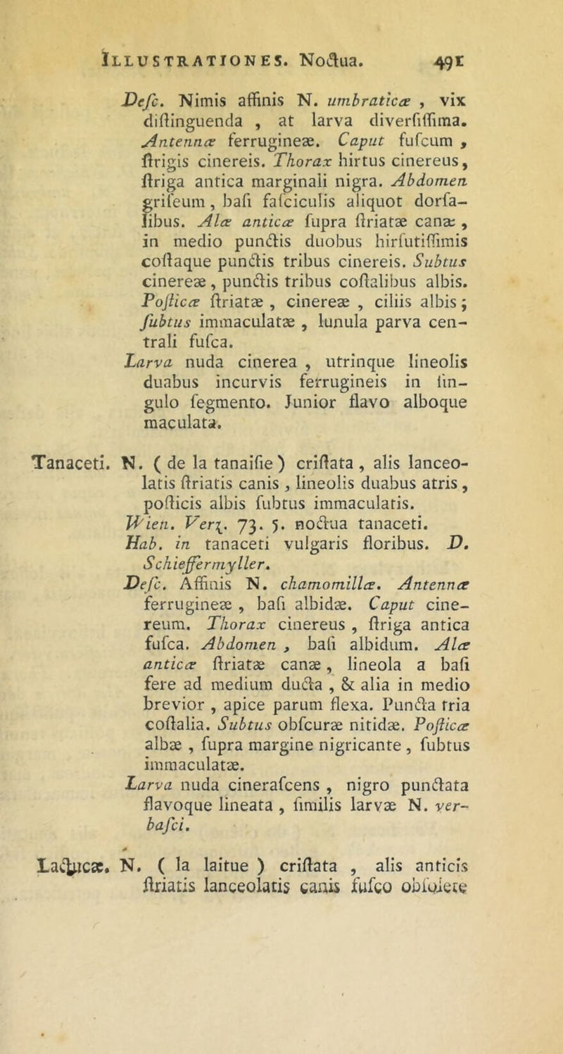 Defc. Nimis affinis N. umbratica , vix diftinguenda , at larva cliverriffima. Antenna ferrugineae. Caput fufcum , flrigis cinereis. Thorax hirtus cinereus, ftriga antica marginali nigra. Abdomen grileum, bafi falciculis aliquot dorfa- hbus. Ala antica fiipra ftriatae canae , in medio pundis duobus hirfutiffimis collaque pundis tribus cinereis. Subtus cinereae , pundis tribus collalibus albis. Pojlica flriatae , cinereae , ciliis albis; fubtus immaculatae , lunula parva cen- trali fufca. Larva nuda cinerea , utrinque lineolis duabus incurvis ferrugineis in lin- gulo fegmento. Junior flavo alboque maculata. Tanaceti. N. ( de la tanaifie ) criflata , alis lanceo- latis llriatis canis , lineolis duabus atris, pollicis albis fubtus immaculatis. Wien. Ver\. 73. 5. nodua tanaceti. Hab. in tanaceti vulgaris floribus. D. Schiefferniyller, Defc. Affinis N. chamomilla. Antenna ferrugineae , bafi albidae. Caput cine- reum. Thorax cinereus , flriga antica fufca. Abdomen , bali albidum. Ala antica flriatae canae, lineola a bafi fere ad medium duda , & alia in medio brevior , apice parum flexa. Punda tria coflalia. Subtus obfcurae nitidae. Pojlica albae , fupra margine nigricante, fubtus immaculatae. Larva nuda cinerafcens , nigro pundata flavoque lineata , fimilis larvae N. ver- bafci. * Laciucac. N. ( la laitue ) criflata , alis anticis flriatis lanceolatis canis fwfco obioiete