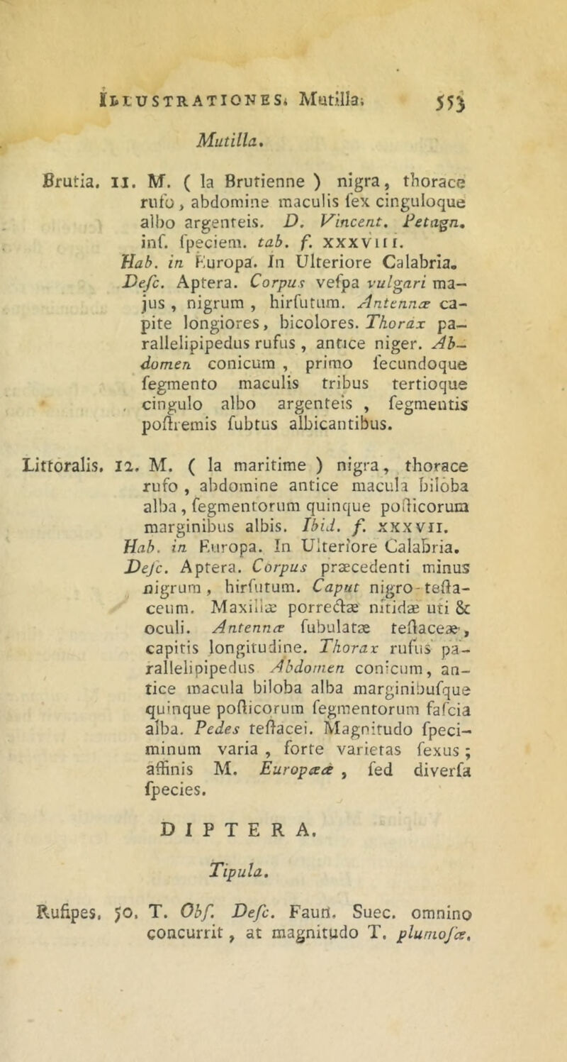 Mutilla. Brutia. II. M. ( la Brutienne ) nigra, thorace rufo, abdomine maculis fex cinguloque albo argenteis. D. Vincent. Fetagn, inf. fpeciem. tab. f. xxxviil. Hab. in Furopa. In Ulteriore Calabria. Defc. Aptera. Corpus vefpa vulgari ma- jus , nigrum , hirfutum. Antenna ca- pite longiores, bicolores. TAorax pa— rallelipipedus rufus , antice niger. Ab- domen conicum , primo fecundoque fegmento maculis tribus tertioque , cingulo albo argenteis , fegraeutis pollremis fubtus albicantibus. Littoralis. la, M. ( la maritime ) nigra, thorace rufo , abdomine antice macula biloba alba , fegmentorum quinque podicoruna marginibus albis. Ibid. f. xxxvii. Hah. in Europa. In Ulteriore Calabria. Defc. Aptera. Corpus praecedenti minus nigrum, hirfutum. Caput nigro-tefta- ceum. Maxillae porredae nitidae uti & oculi. Antenntr fubulatae teflaceae, capitis longitudipe. Thorax rufus pa- rallelipipedus Abdomen conicum, an- tice macula biloba alba marginibufque quinque pofticorum fegmentorum fafcia alba. Pedes teffacei. Magnitudo fpeci- minum varia , forte varietas fexus; affinis M. Europad , fed diverfa fpecies. D I P T E R A. Tipula. Rufipes, 50. T. Obf. Defc. Fauni. Suec. omnino concurrit, at magnitudo T. plumofce.