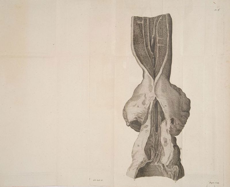 L, Wy Yi YY Y ff {/ We ih, 1} Cor pp a ames fm me oe = SS a ware oa a he lie at Dr a ow ETP IA a 77 ASS Ow AW ES S \ N° DAKE SSS Pe AZZ FLL arr Abe r, N \\ KA AN Ni WN LZ ee TS