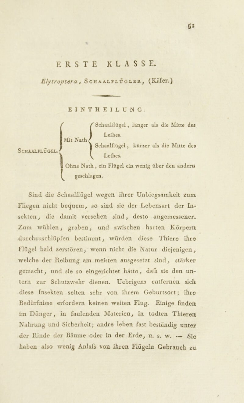 ERSTE KLASSE. Elytroptera, Schaalflügler, (Käfer.) EINTHEILU3NG. S CHAALFLU GEL. f f Schaalflügel, langer als die Mitte des I Leibes. Mit Nath ( 1 Schaalflügel, kürzer als die Mitte des y Leibes. Ohne Nath , ein Flügel ein wenig über den andern ^ geschlagen. Sind die Schaalflügel wegen ihrer Unbiegsamkeit zum Fliegen nicht bequem, so sind sie der Lebensart der In- sekten , die damit versehen sind, desto angemessener. Zum wühlen, graben, und zwischen harten Körpern durchzuschlüpfen bestimmt, würden diese Thiere ihre Flügel bald zerstören, wenn nicht die Natur diejenigen, welche der Reibung am meisten ausgesetzt sind, stärker gemacht, und sie so eingerichtet hätte, dafs sie den un- tern zur Schutz wehr dienen. Uebrigens entfernen sich diese Insekten selten sehr von ihrem Geburtsort ; ihre Bedürfnisse erfordern keinen weiten Flug. Einige finden, im Dünger, in faulenden Materien, in todten Thieren Nahrung und Sicherheit; andre leben fast beständig unter der Rinde der Bäume oder in der Erde, u. s. w. — Sie haben also wenig Anlafs von ihren Flügeln Gebrauch zu