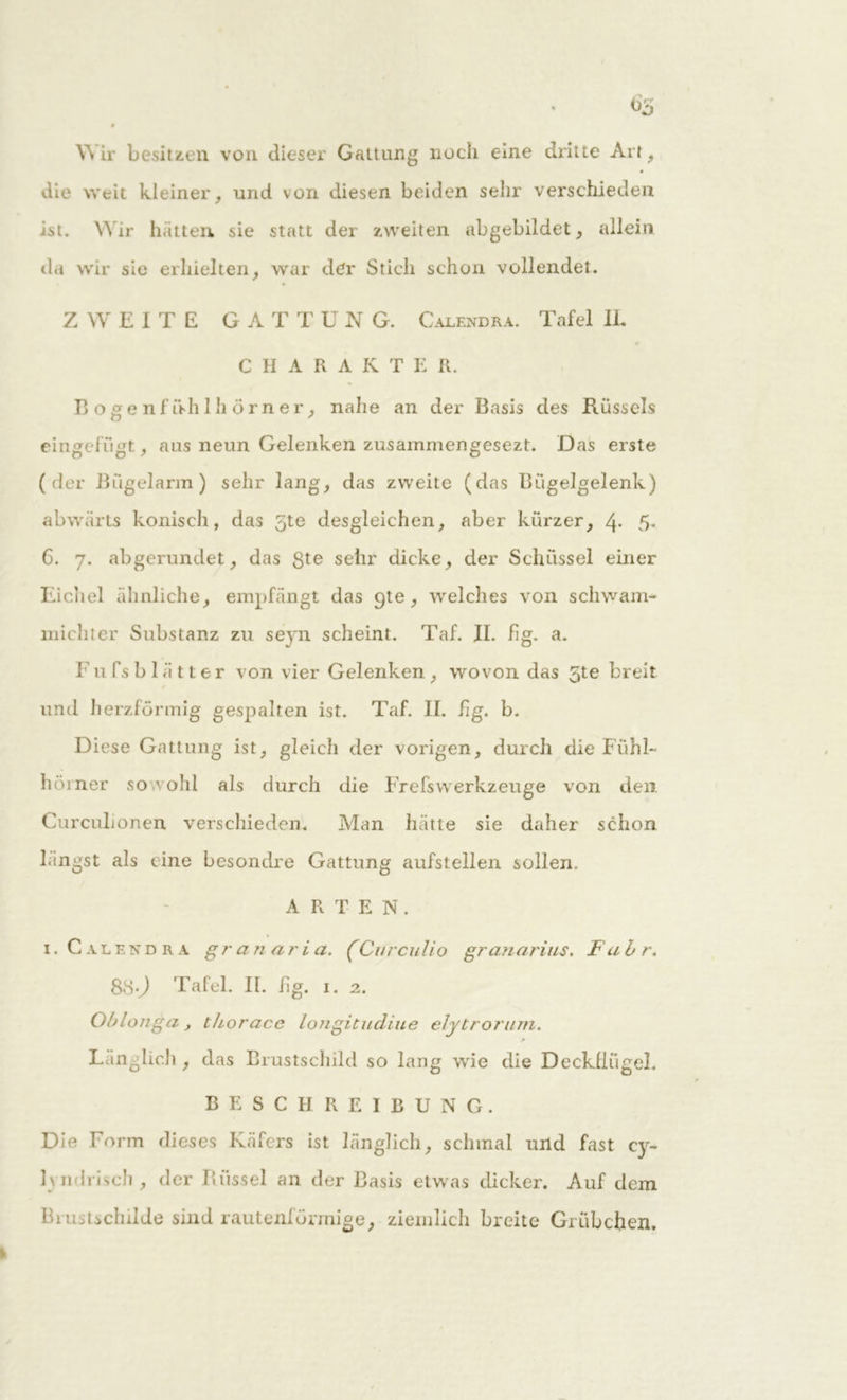 65 » W ir besitzen von dieser Gattung noch eine dritte Art , die weit kleiner, und von diesen beiden sehr verschieden ist. Wir hätten sie statt der zweiten abgebildet, allein da wir sie erhielten, war der Stich schon vollendet. ZWEITE GATTUNG. Calendra. Tafel IL C H A R A K T E R. Bogenf iVh lh örner, nahe an der Basis des Rüssels eingefügt, aus neun Gelenken zusammengesezt. Das erste (der Bügelarm) sehr lang, das zweite (das Bügelgelenk) abwärts konisch, das 5te desgleichen, aber kürzer, 4- 5- 6. 7. abgerundet, das gte sehr dicke, der Schüssel einer Eichel ähnliche, empfängt das 9te , welches von scliwam- miehter Substanz zu seyn scheint. Taf. II. hg. a. F u fs b 1 ä 11 e r von vier Gelenken , wovon das 5t e breit und herzförmig gespalten ist. Taf. II. hg. b. Diese Gattung ist, gleich der vorigen, durch die Fühl- hörner sowohl als durch die FrefsWerkzeuge von den. Curculionen verschieden. Man hätte sie daher schon hingst als eine besondre Gattung aufstellen sollen. ARTEN. 1. Calendra granaria. (Curculio granarius. Fuhr. 88-) Tafel. II. hg. 1. 2. Oblojiga, thorace longitudiue elytrorum. Ländlich , das Brustschild so lang wie die Deckllügel. BESCHREIBUNG. Die Form dieses Käfers ist länglich, schmal und fast cy~ 1\mlrisch , der Rüssel an der Basis etwas dicker. Auf dem Brustschilde sind rautenförmige, ziemlich breite Grübchen. v