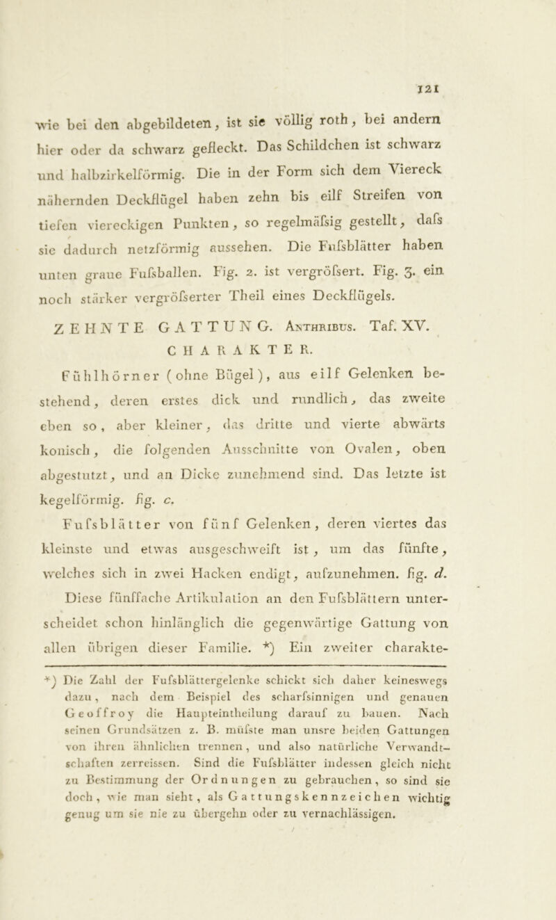 wie bei den abgebildeten, ist sie völlig roth, bei andern hier oder da schwarz gefleckt. Das Schildchen ist schwarz und halbzirkelförmig. Die in der Form sich dem Viereck nähernden Deckflugei haben zehn bis eilf Streifen von tiefen viereckigen Punkten, so regelmäfsig gestellt, dafs sie dadurch netzförmig aussehen. Die Fàifsblatter haben unten graue Fußballen. Fig. 2. ist vergröfsert. Fig. 3. ein noch stärker vergröfserter Tlieil eines Deckflügels. ZEHNTE GATTUNG. Anthribus. Taf. XV. C H A R AKTE R. Fühlhörner ( ohne Bügel ), aus eilf Gelenken be- stehend , deren erstes dick und rundlich, das zweite eben so , aber kleiner, das dritte und vierte abwärts konisch, die folgenden Ansschnitte von Ovalen, oben abgestutzt, und an Dicke zunehmend sind. Das letzte ist kegelförmig, fig. c. Fufsblätter von fünf Gelenken, deren viertes das kleinste und etwas ausgeschweift ist , um das fünfte, welches sich in zwei Hacken endigt, aufzunehmen, fig. d. Diese fünffache Artikulation an den Fufsblättern unter- scheidet schon hinlänglich die gegenwärtige Gattung von allen übrigen dieser Familie. *) Ein zweiter charakte- Die Zahl der Fufsblättergelenke schickt sich daher keineswegs dazu , nach dem Beispiel des scharfsinnigen und genauen Geoffroy die Haupteintheilung darauf zu bauen. Nach seinen Grundsätzen z. B. müfste man unsre beiden Gattungen von ihren ähnlichen trennen, und also natürliche Verwandt- schaften zerreissen. Sind die Fufsblätter indessen gleich nicht zu Bestimmung der Ordnungen zu gebrauchen, so sind sie doch, wie man sieht, als Gattungskennzeichen wichtig genug um sie nie zu übergehn oder zu vernachlässigen.