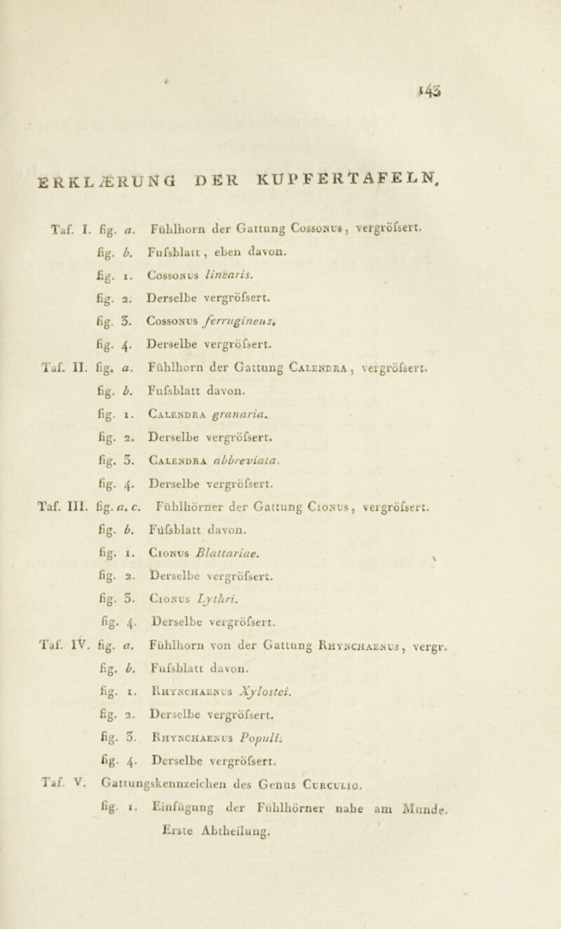 *43 erklærung der kupfertafeln. Taf. I. fig. a. Fühlhorn der Gattung Cossonus, vergröfsert. fig. b. Fufsblatt , eben davon. fig. I. Cossonus linearis. fig. 2. Derselbe vergröfsert. fig. 3. Cossonus ferrugineus. fig. 4. Derselbe vergröfsert. Taf. II. fig. a. Fühlhorn der Gattung Calendra , vergröfsert-, fig. b. Fufsblatt davon. fig. I. Calendra granaria. fig. 2. Derselbe vergröfsert. fig. 3. Calendra abbreviaia. fig. 4. Derselbe vergröfsert. Taf. III. fig. ci. c. Fühlhörner der Gattung Cionüs, vergröfsert. fig. b. Füfsblatt davon. fig. i. Cionus Blattariae. fig. 2. Derselbe vergröfsert. fig. 3. Cionus Lythri. fig. 4. Derselbe vergröfsert. Taf. IV. fig. a. Fühlhorn von der Gattung Rhynchaenus, vergr fig. b. Fufsblatt davon. fig. i. Rhynchaenus Xylostci. fig. 2. Derselbe vergröfsert. fig. 3. Rhynchaenus PopulL fig. 4. Derselbe vergröfsert. Tdt. V. Gattungskennzeichen des Genus Clrculio. fig- i. Einfügung der Fühlhörner nahe am Mund Erste Abtheilung.