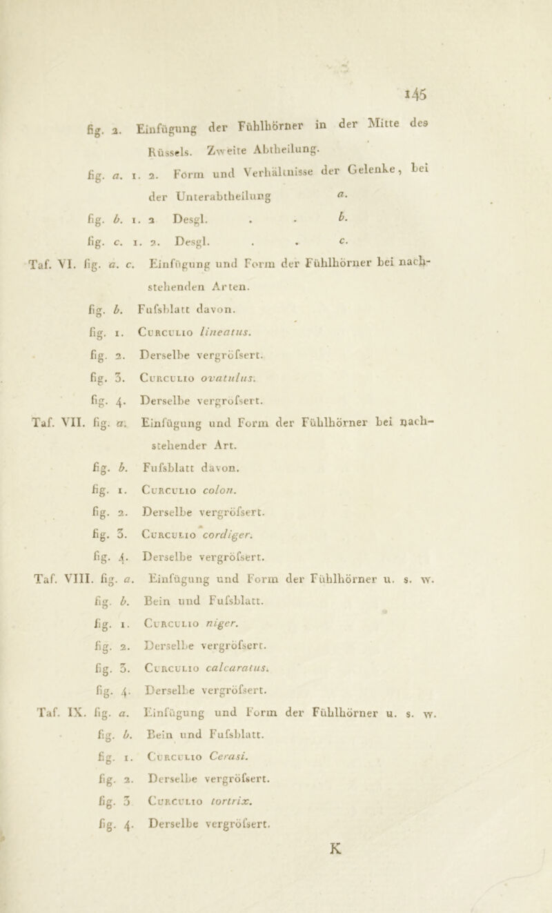 der Mitte des fig. 2. Einfügung der Fühlhörner in Rüssels. Zweite Abtheilung, fig. i. 2. Form und Verhältnisse der Gelenke, hei der Unterabtheilung a• fig. b. i. 2 Desgl. . • £• Hg. c. i. 2. Desgl. . . c. Taf. VI. fig. a. c. Einfügung und Form der Fühlhörner hei nach- stehenden Arten, fig. b. Fufsblatt davon. fi£. i. Curculio lineatns. fig. 2. Derselbe vergröfsert. fig. 3. Curculio ovatulns. fig. 4* Derselbe vergröfsert. Taf. VII. fig. u. Einfügung und Form der Fühlhörner hei nach- stehender Art. fig. b. Fufsblatt davon, fig. i. Curculio colon. fig. 2. Derselbe vergröfsert. M fig. 3. Curculio corcliger. fig. A. Derselbe vergröfsert. Taf. VIII. fig. a. Einfügung und Form der Fühlhörner u. s. w. fiiï. b. Bein und Fufsblatt. fig. i. Curculio nigcr. fig. 2. Derselbe vergröfsert. fig. 5. Curculio calcaratuSi fig. 4. Derselbe vergröfsert. Taf. IX. fig. a. Einfügung und Form der Fühlhörner u. s. w. fig. b. Bein und Fufsblatt. fis. 1. Curculio Cerasi. fig. 2. Derselbe vergröfsert. fig. 3 Curculio loririx. fig. 4. Derselbe vergröfsert.