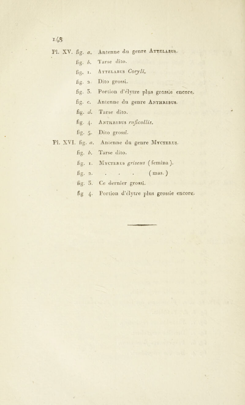 PL XV. fig. a. Antenne du genre Attelabus. fig. b. Tarse dito. fig. i. Attelabus Coryli. fig. 2 Dito grossi. fig. 3. Portion d’élytre plus grossie encore. fig. c. Antenne du genre Ainthribus. fig. cl. Tarse dito. fig. 4. Antkribus rußcollis. fig- 5- Dito grossi. PL XVI. fig. a. Antenne du genre Mycterus. fig. b. Tarse dito. fig. 1. Mycterus griseus (femina). fig. 2. ( mas. ) fig. 3. Ce dernier grossi. fig 4. Portion d’élytre plus grossie encore.