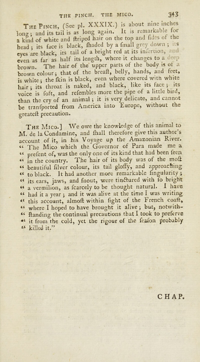 The Pinch, (See pi. XXXIX.) is about nine inches long; and its tail is as long again. It is remarkable for a kind of white and ftriped hair on the top and fines ot the head ; its face is black, /haded by a fmall grey down ; us eyes are black, its tail of a bright red at its iniertion, and even as far as half its length, where it changes to a deep brown. The hair of the -upper parts of the body is of a brown colour; that of the breaft, belly, hands, and feet, is white; the /kin is black, even where covered with white hair ; its throat is naked, and black, like its face ; its voice is foft, and refembles more the pipe of a little bird, than the cry of an animal ; it is very delicate, and cannot be tranfported from America into Kurope, without the greateft precaution. The Mico.] We owe the knowledge of this animal to M. de la Condamine, and /hall therefore give this author’s account of it, in his Voyage up the Amazonian River. “ The Mico which the Governor of Para made me a “ prefent of, was the only one of its kind that had been feen “ in the country. The hair of its body was of the molt “ beautiful filver colour, its tail gloffy, and approaching « to black. It had another more remarkable Angularity ; “ its ears, jaws, and fnout, were tin£lured with lb bright “ a vermilion, as fcarcely to be thought natural. I have “ had it a year ; and it was alive at the time I was writing <c this account, almoft within fight of the trench coalf, “ where I hoped to have brought it alive; bu.t, notwith- “ /landing the continual precautions that I took to preferve *c it from the cold, yet the rigour of the feafon probably 6t killed it.” CHAP.